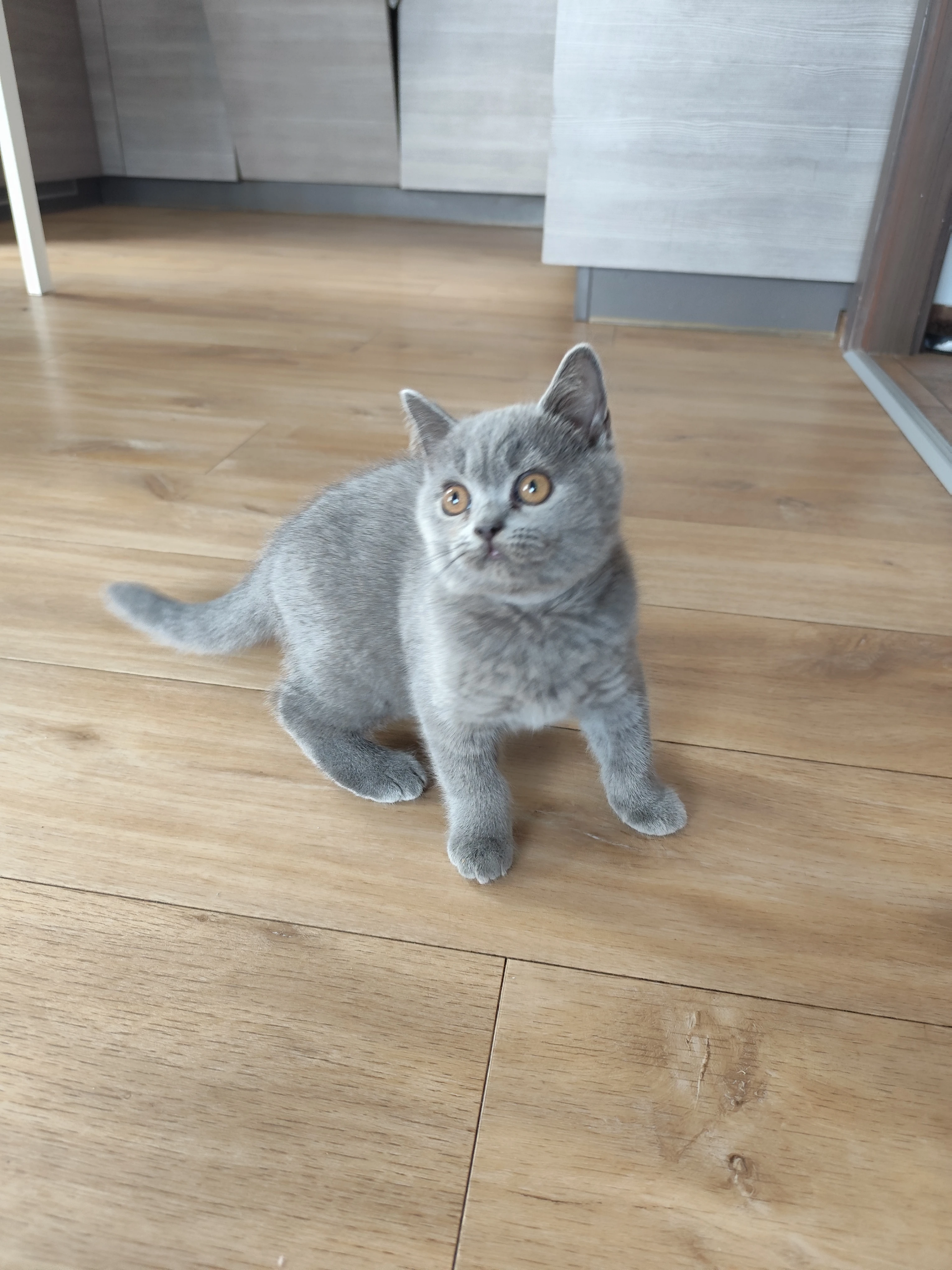 Britská koťátka s PP