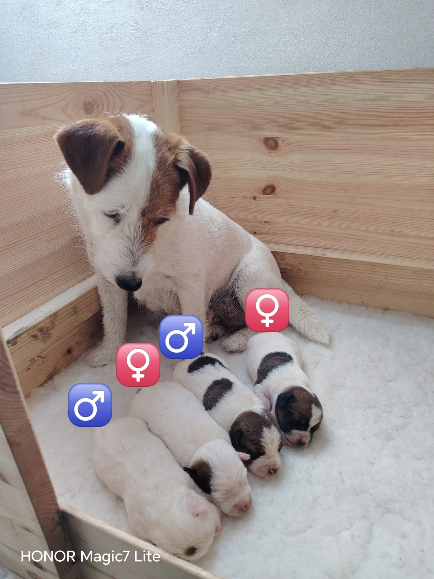 Jack Russell teriér s PP