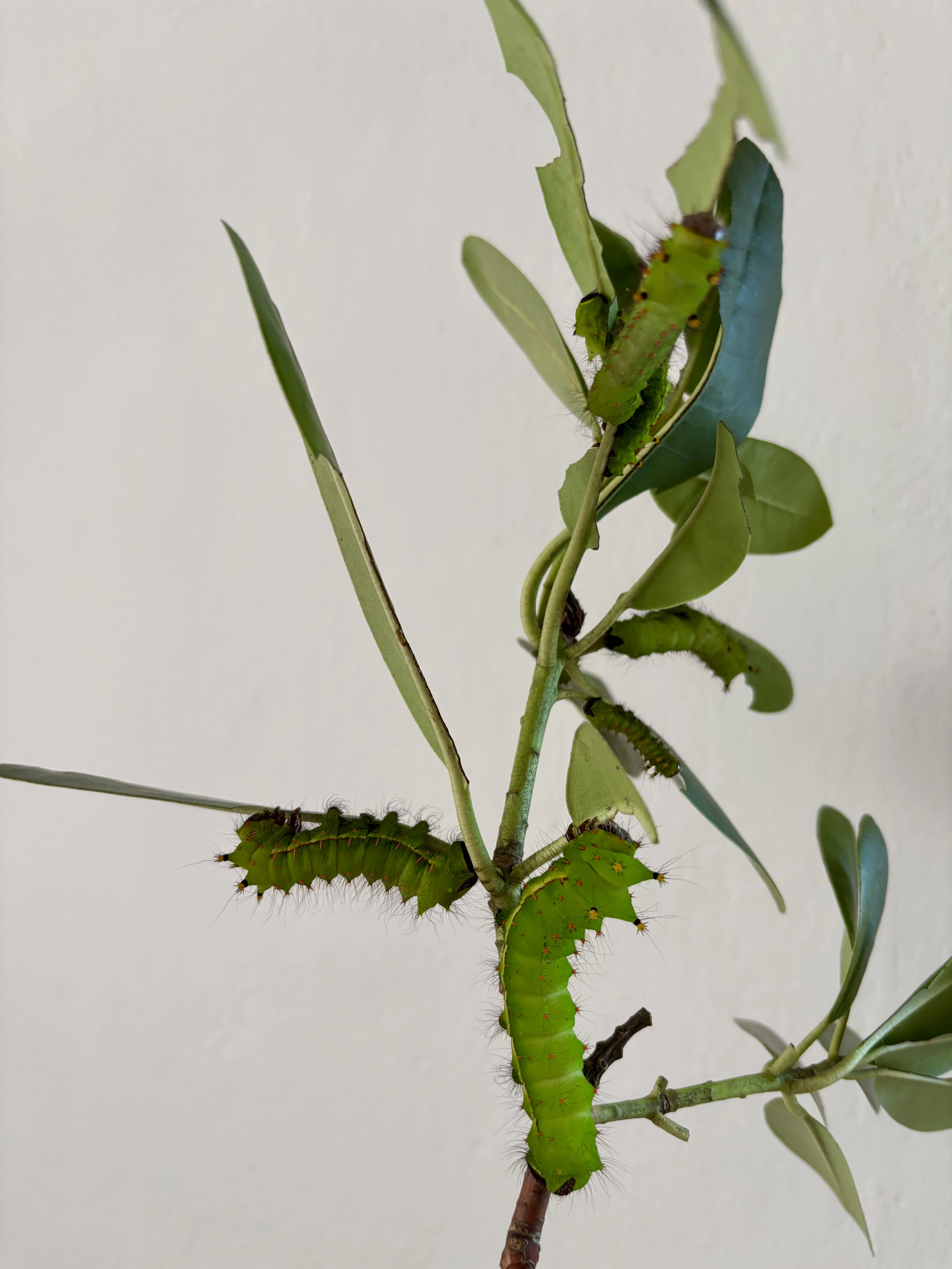 Actias selene housenky