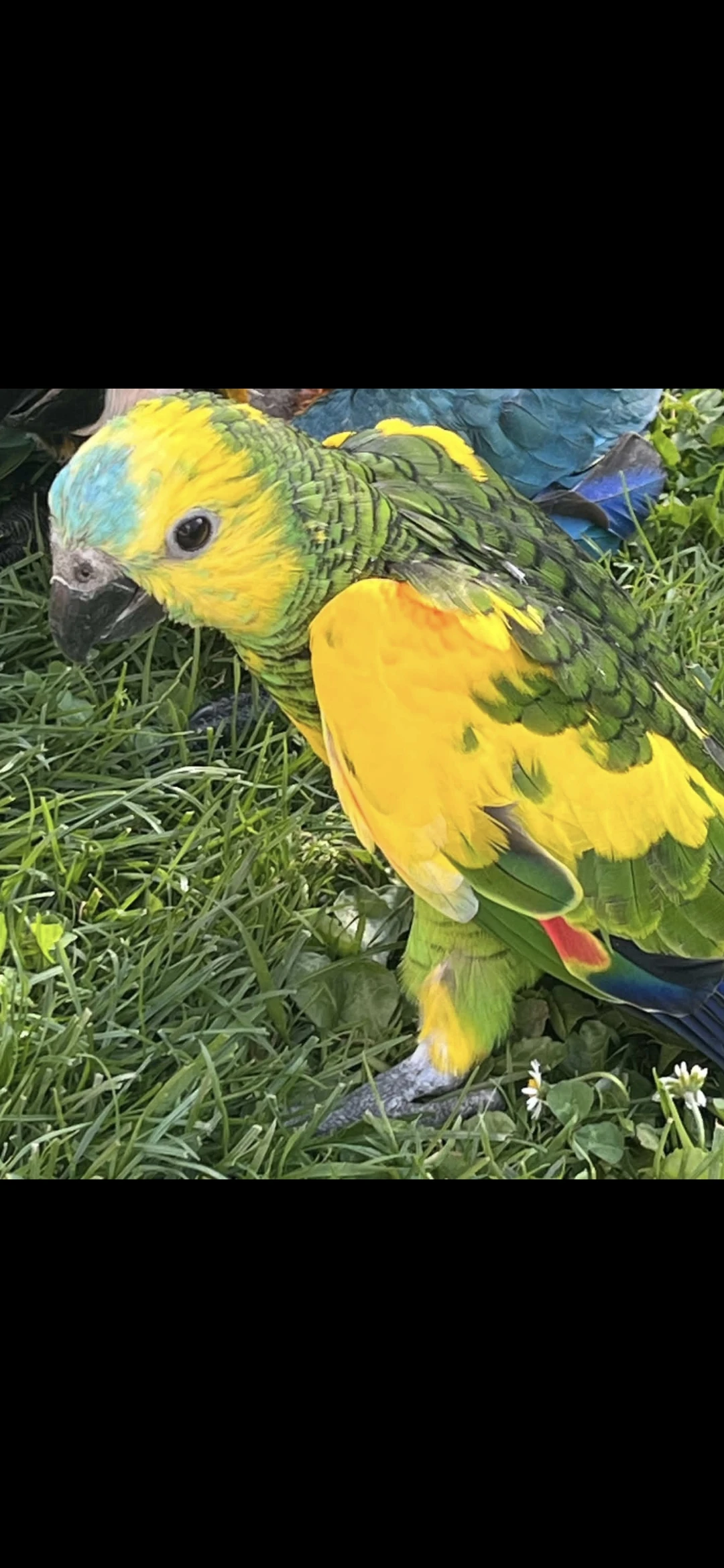 Amazona aestiva xanthopteryx