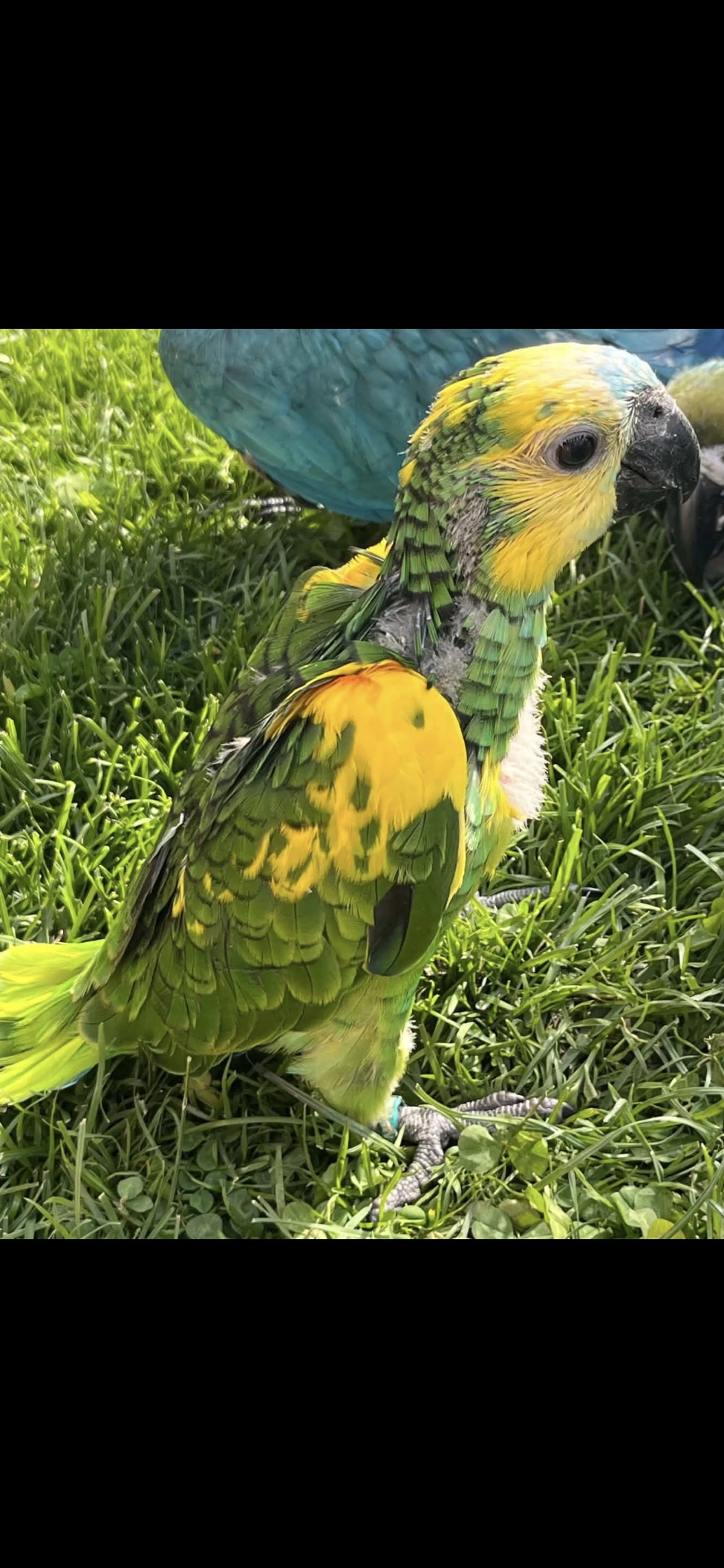 Amazona aestiva xanthopteryx