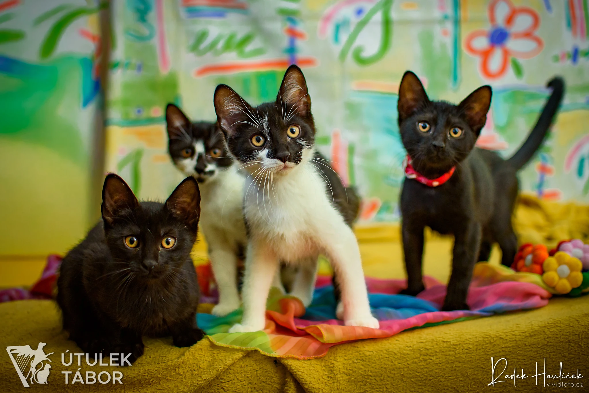 Moki, Kona, Lani a Hoku k adopci