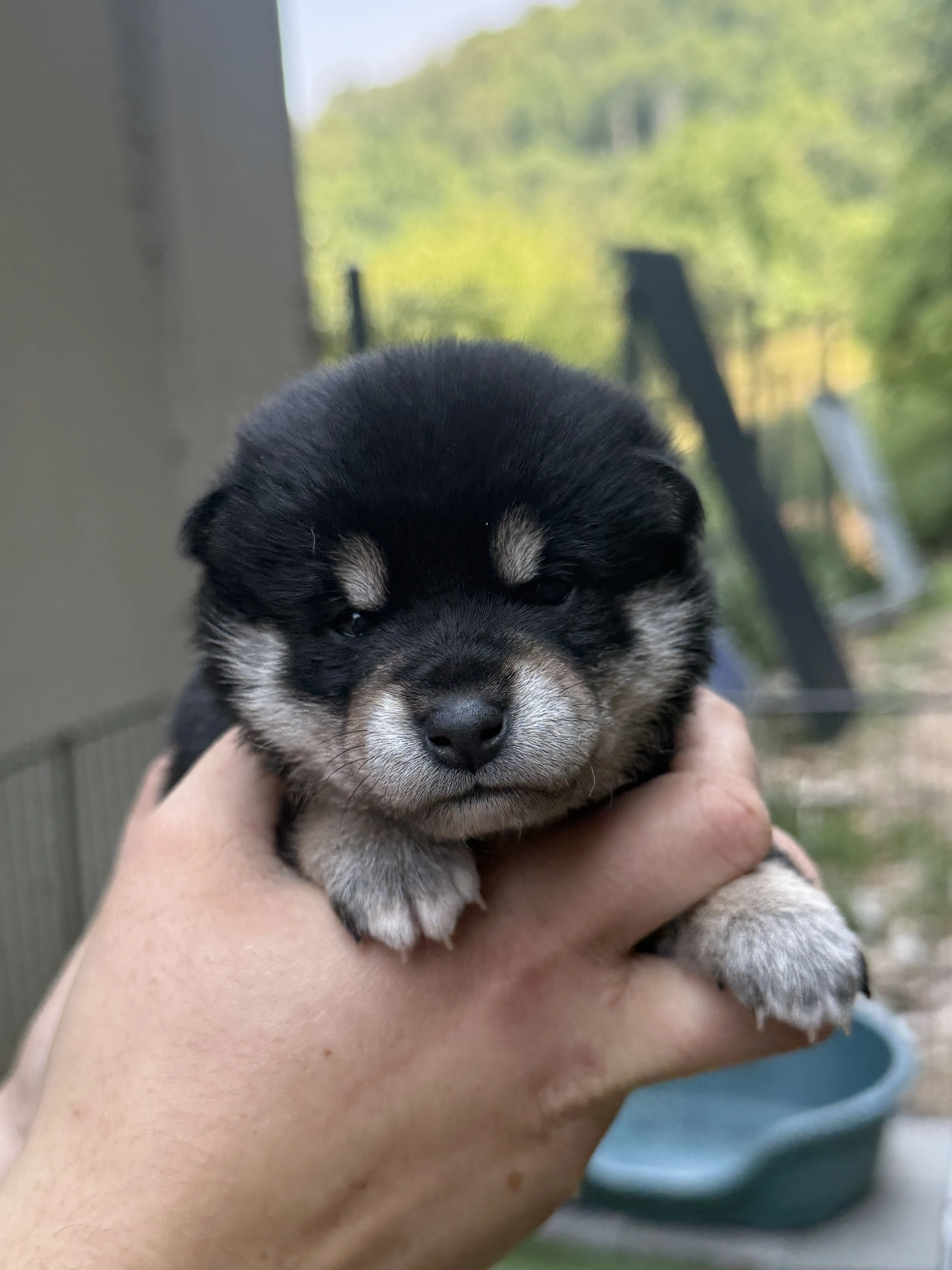 Shiba s PP