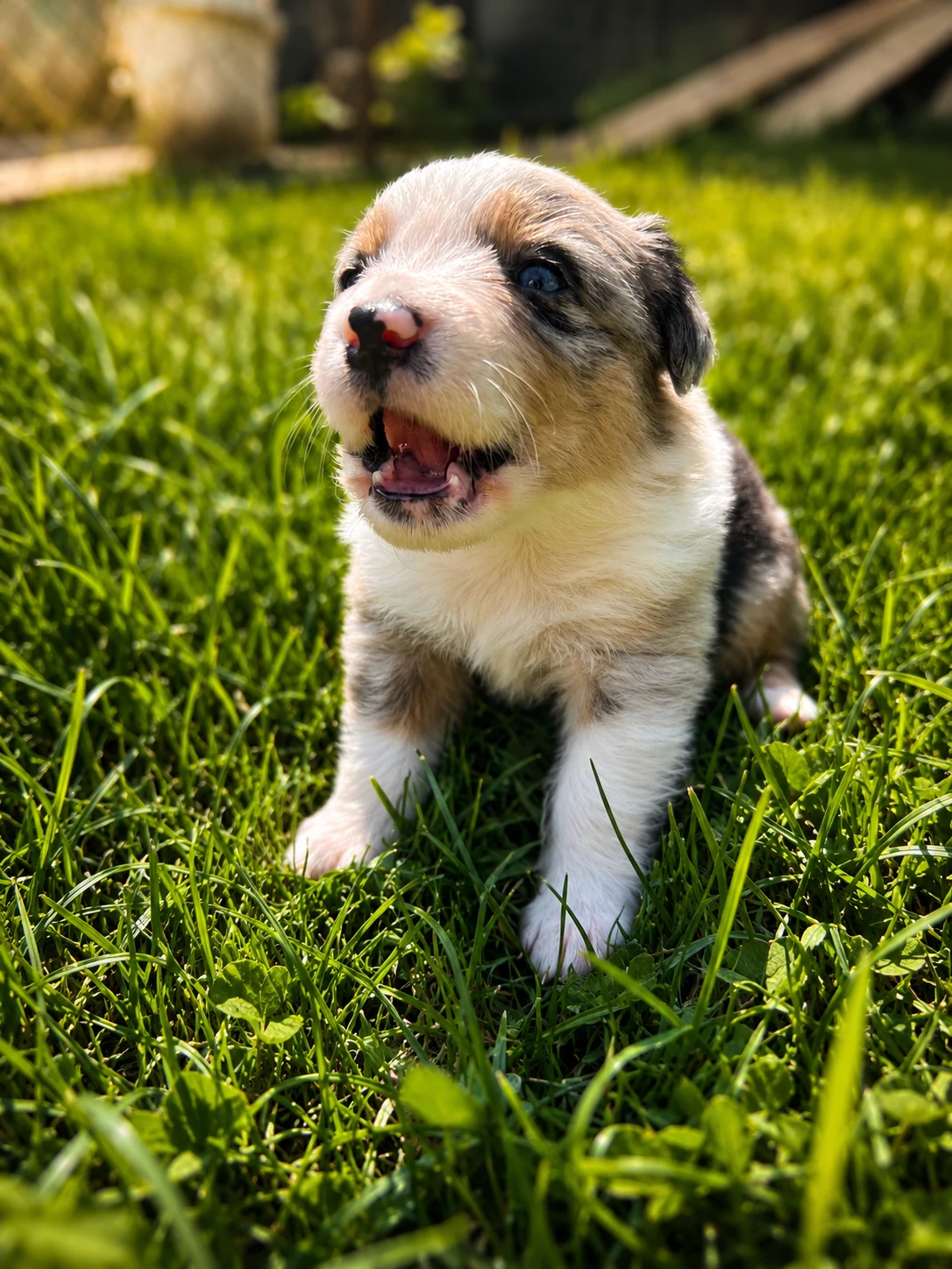 Australský ovčák s PP