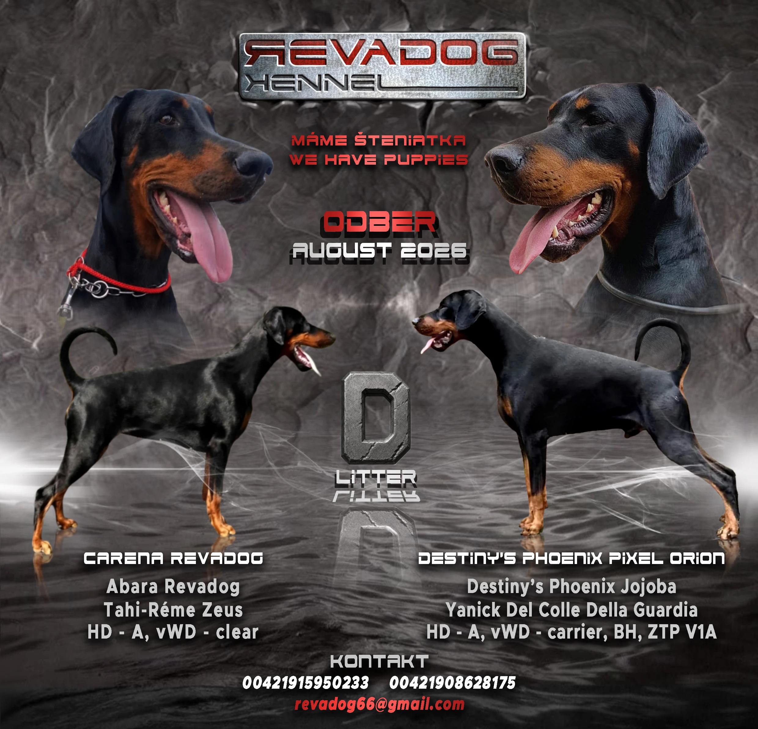 Predám doberman šteniatko psíka s PP, chovateľská stanica REVADOG