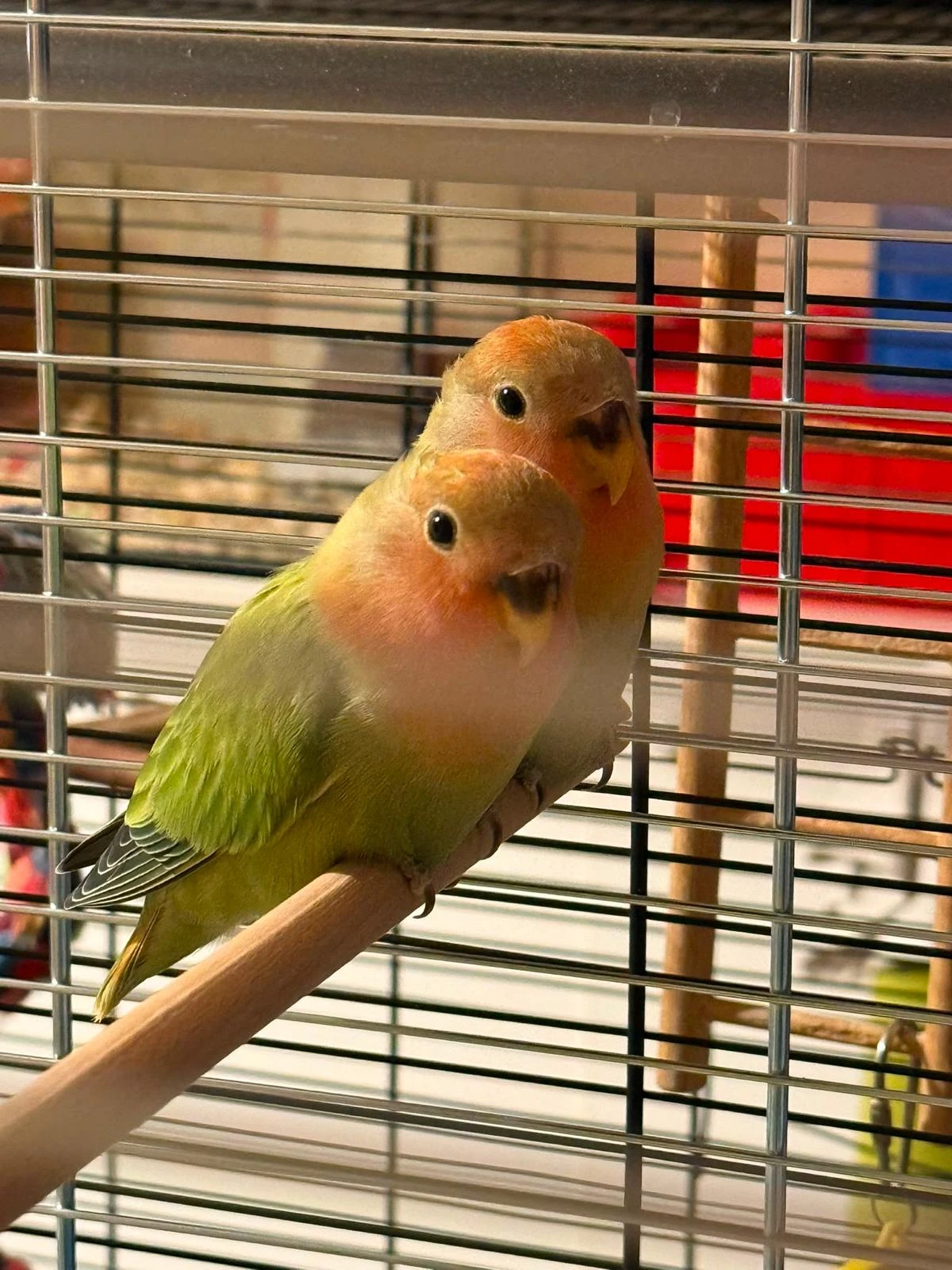 Agapornis růžohrdlý, sourozenci