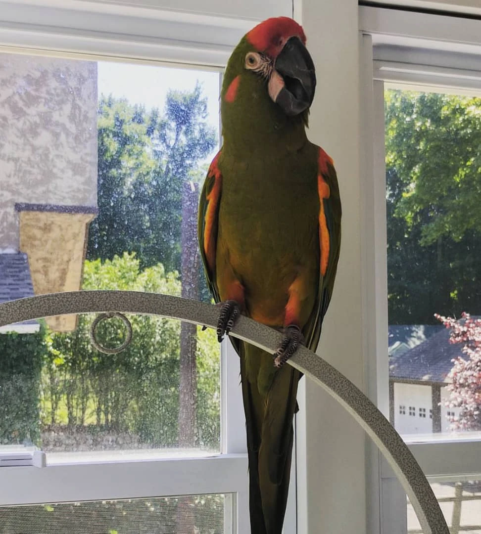 1.1 Ara rubrogenys (Pair of Red-fronted macaws)