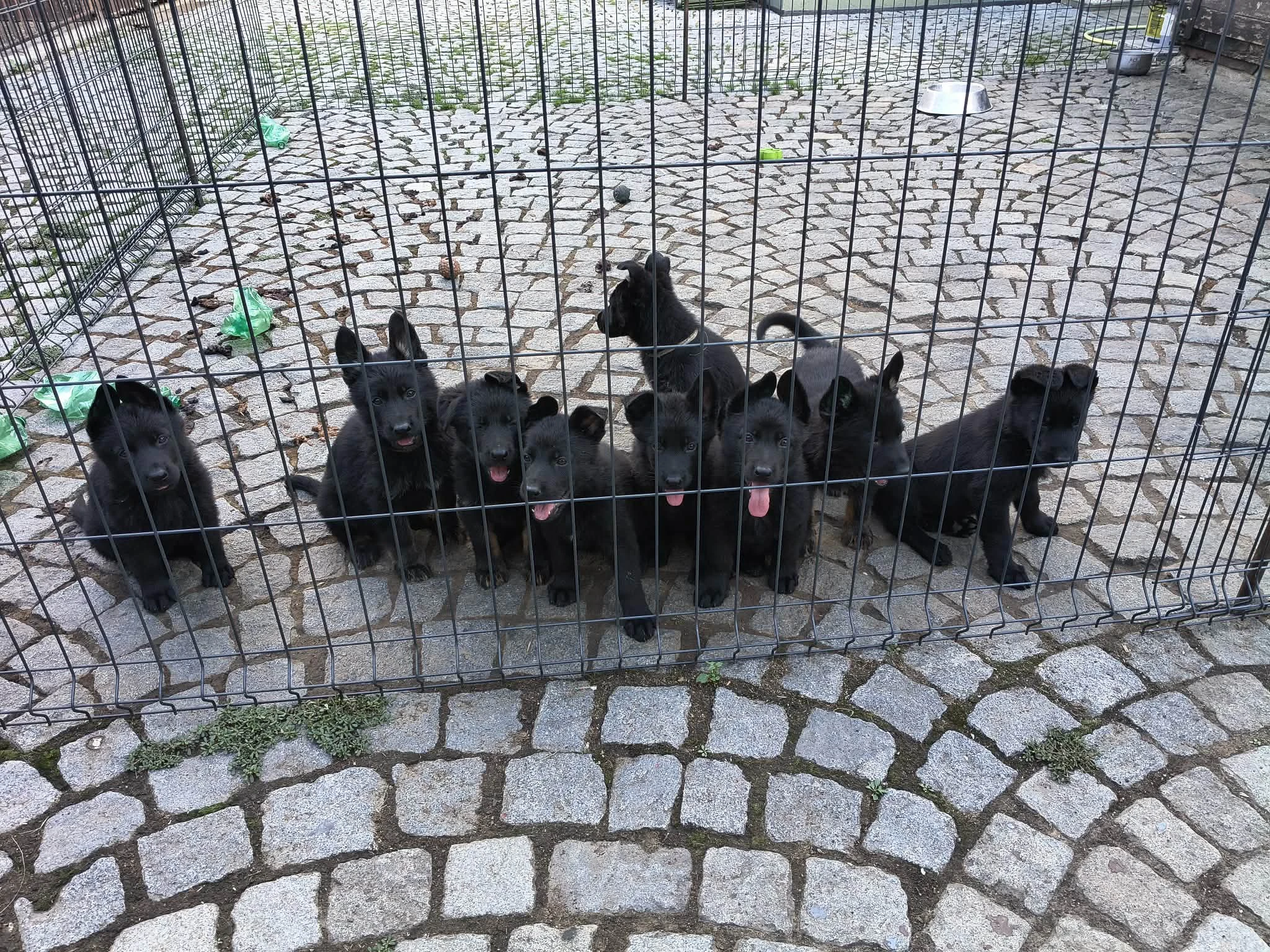 Štěňata německého ovčáka s průkazem původu (PP)