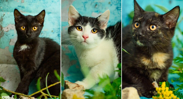 Hrom, Bouře a Vichřice k adopci