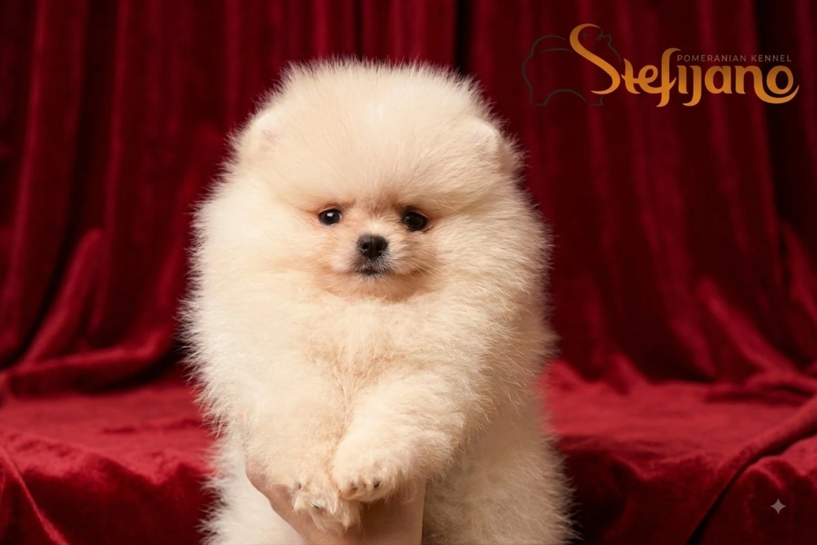Pomeranian BOO medvídci, Štěňata Pomeranian Spitz