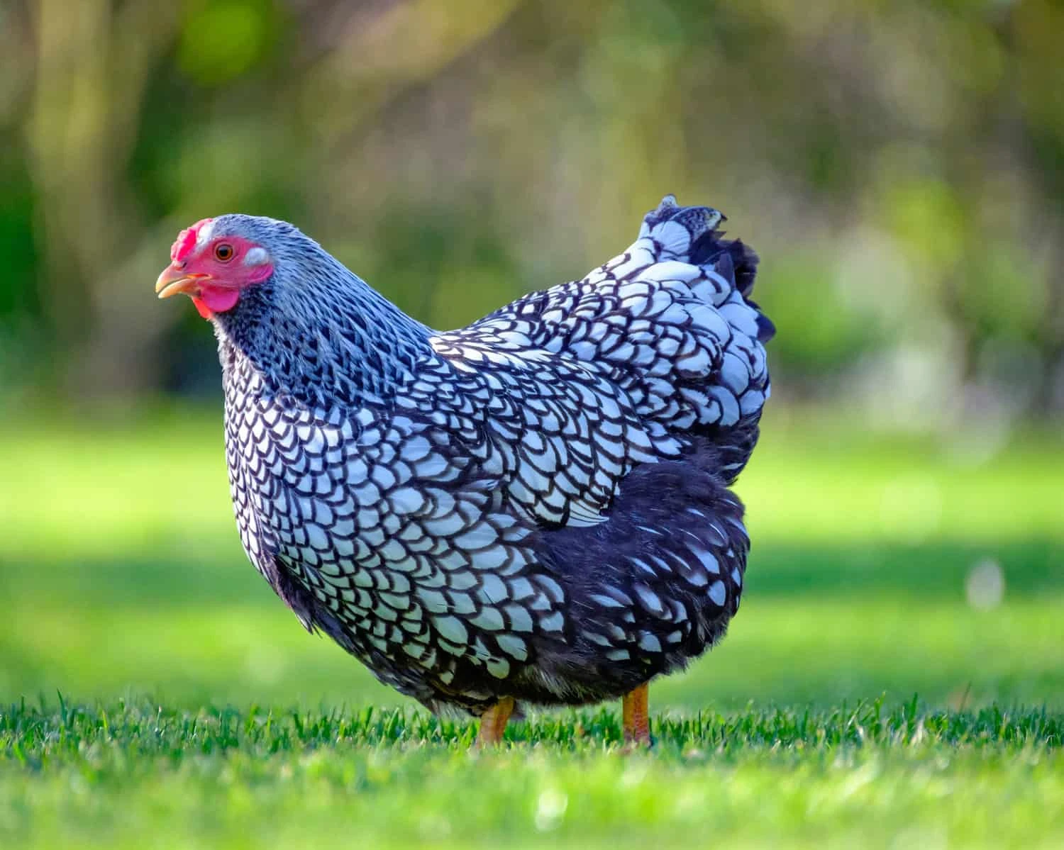 Slepičky Wyandotky zdrobnělé na vajíčka i na okrasu