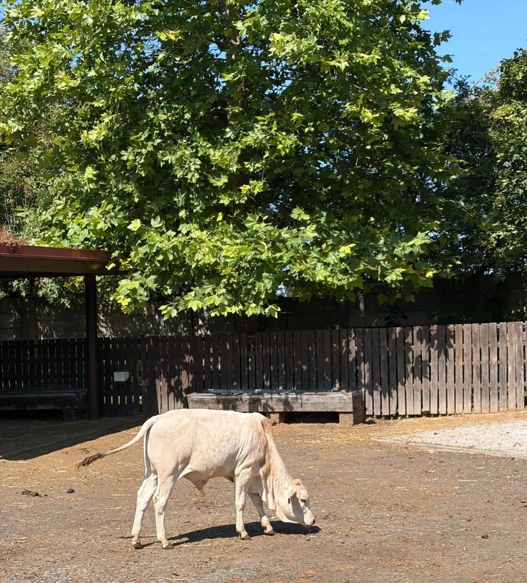 Zebu zakrslý - prodej loňského býčka