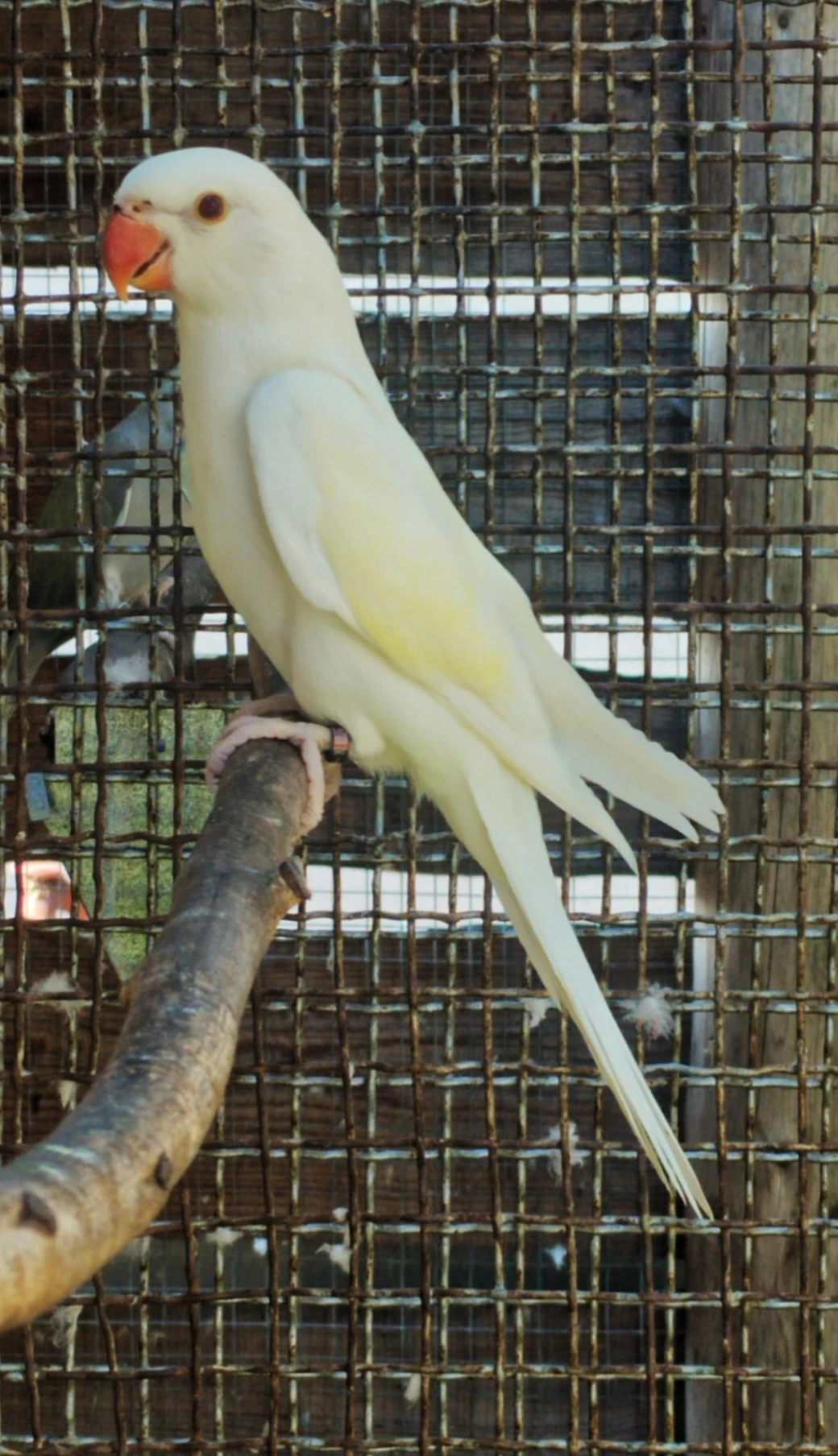 0,2 Cremeino , 1,0 Albino s DNA