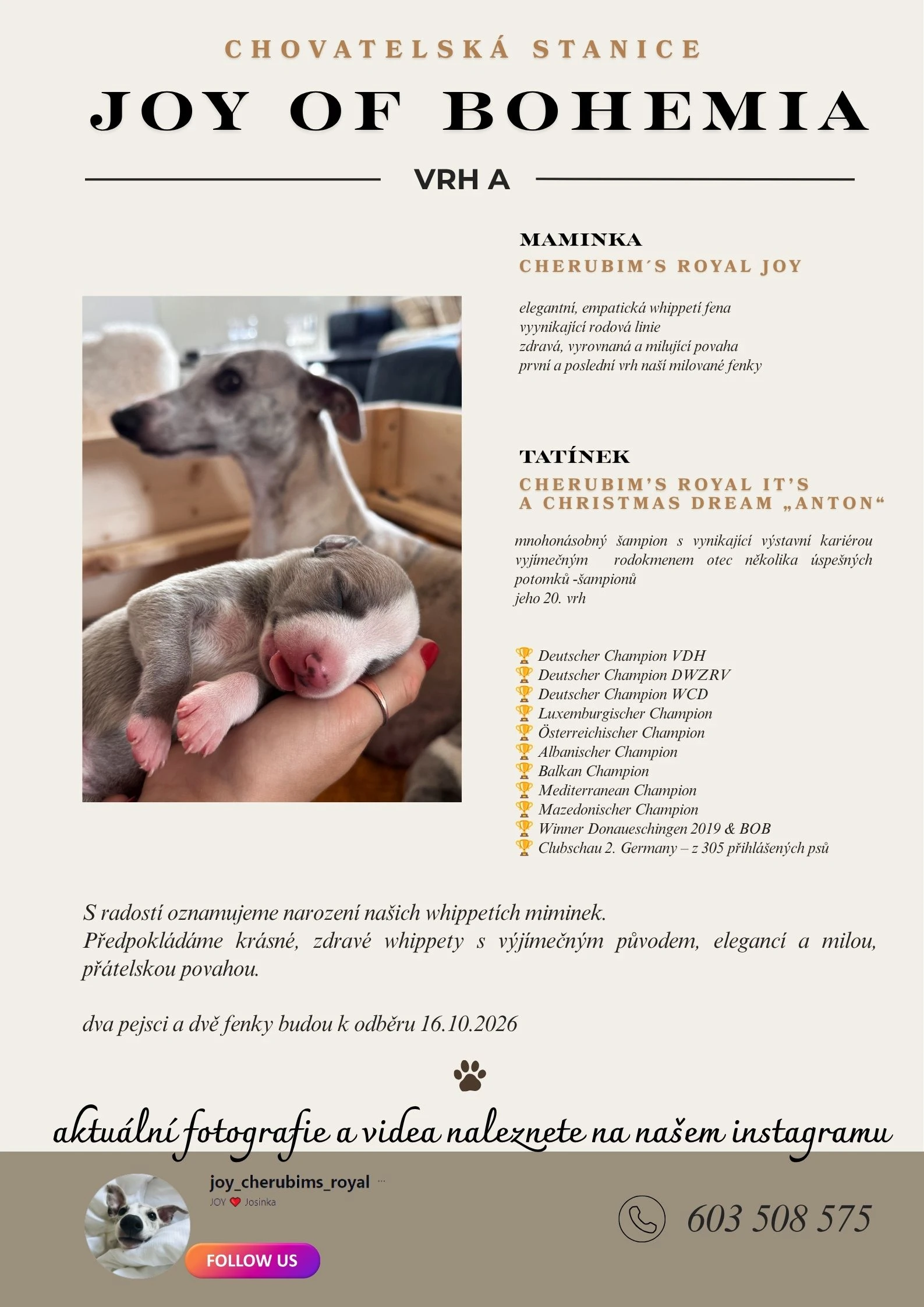 Zadám štěnata vipeta s PP