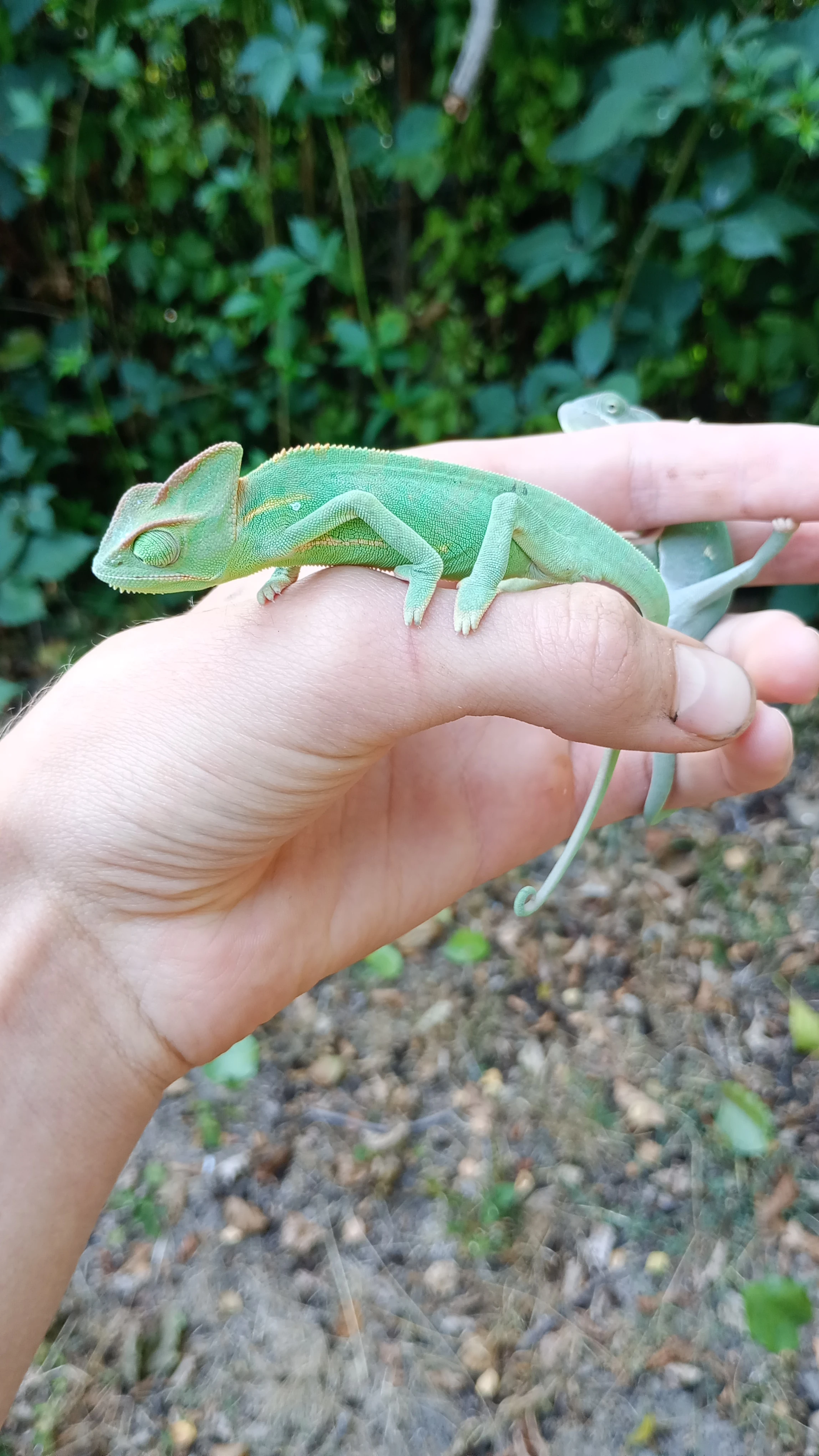 Chameleon jemenský.