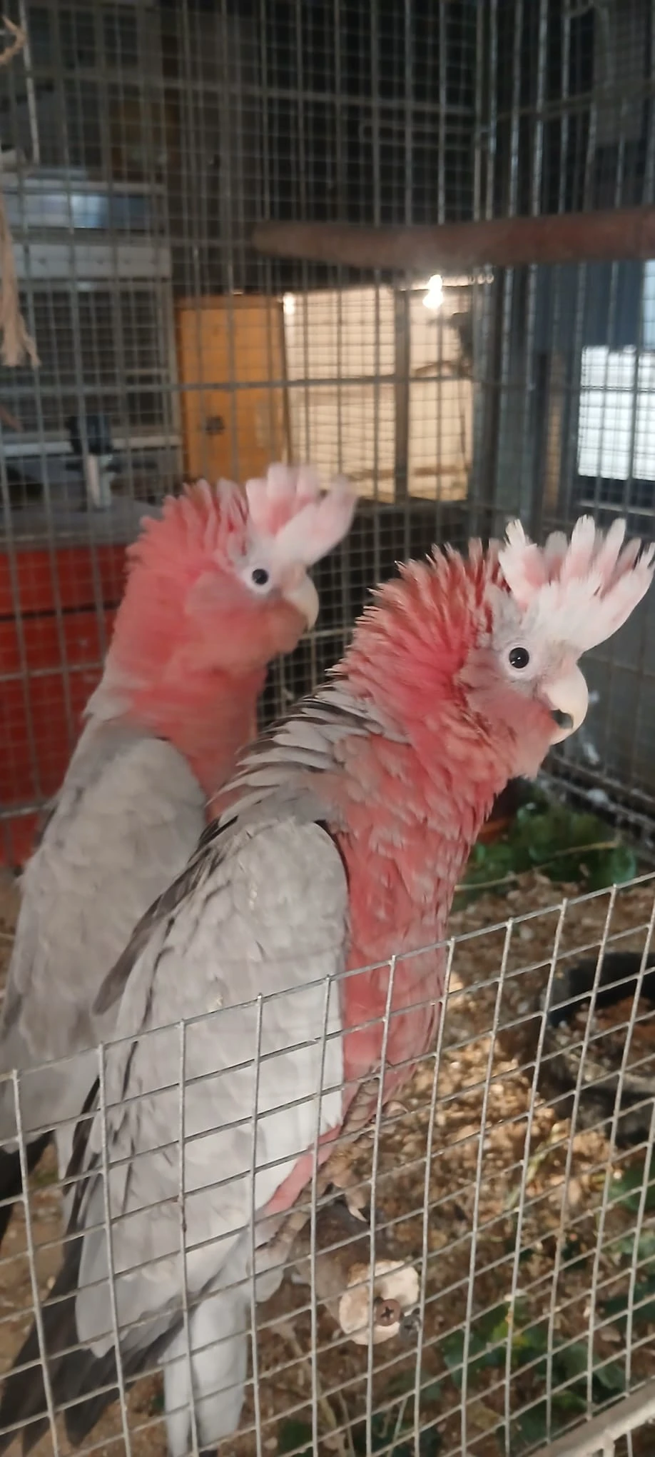 Kakadu růžový - letošní mláďata