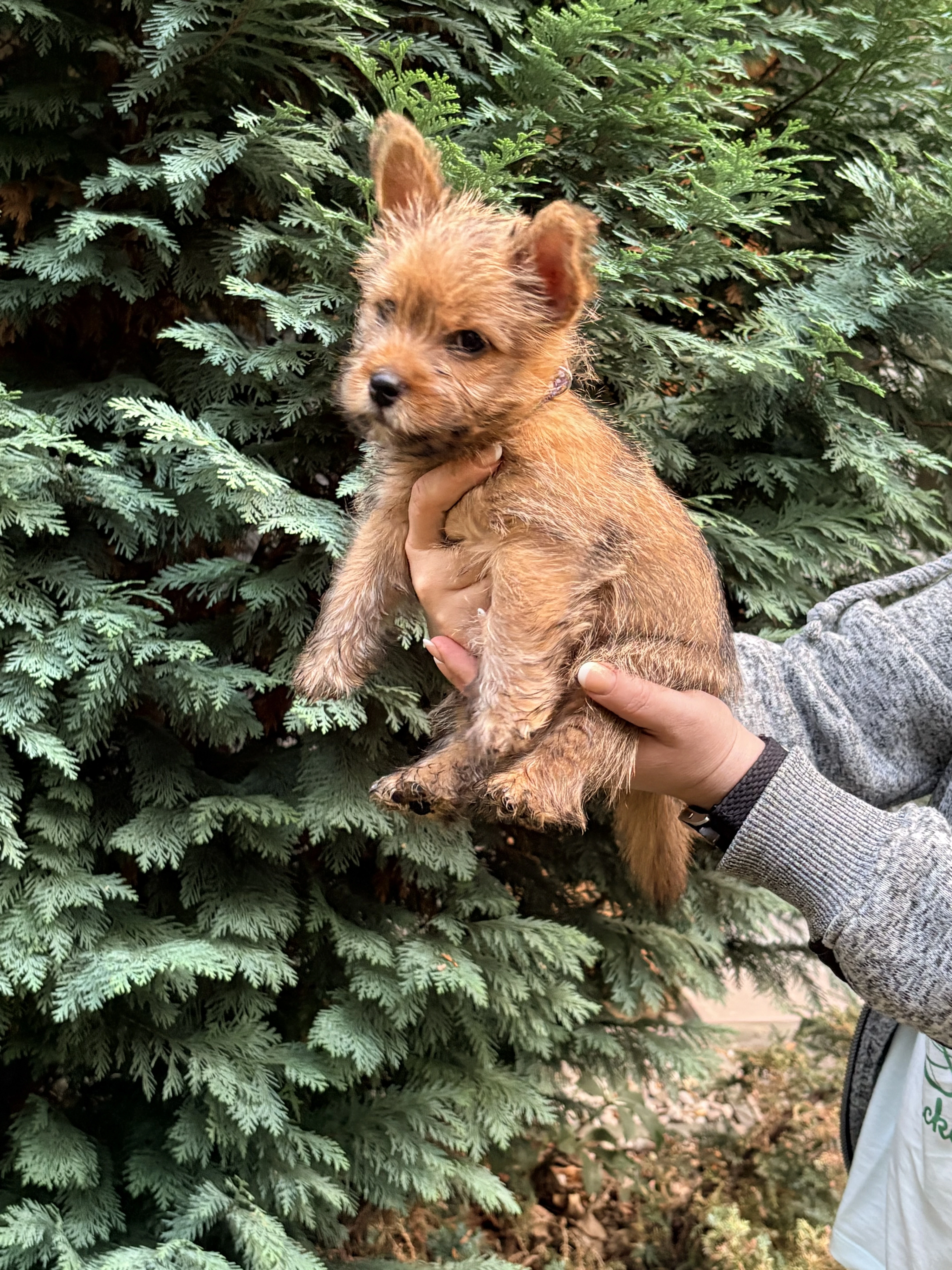 Norvičský teriér (Norwich terrier)