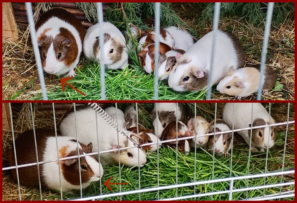 Krásně zbarvený sameček - vhodný do chovu