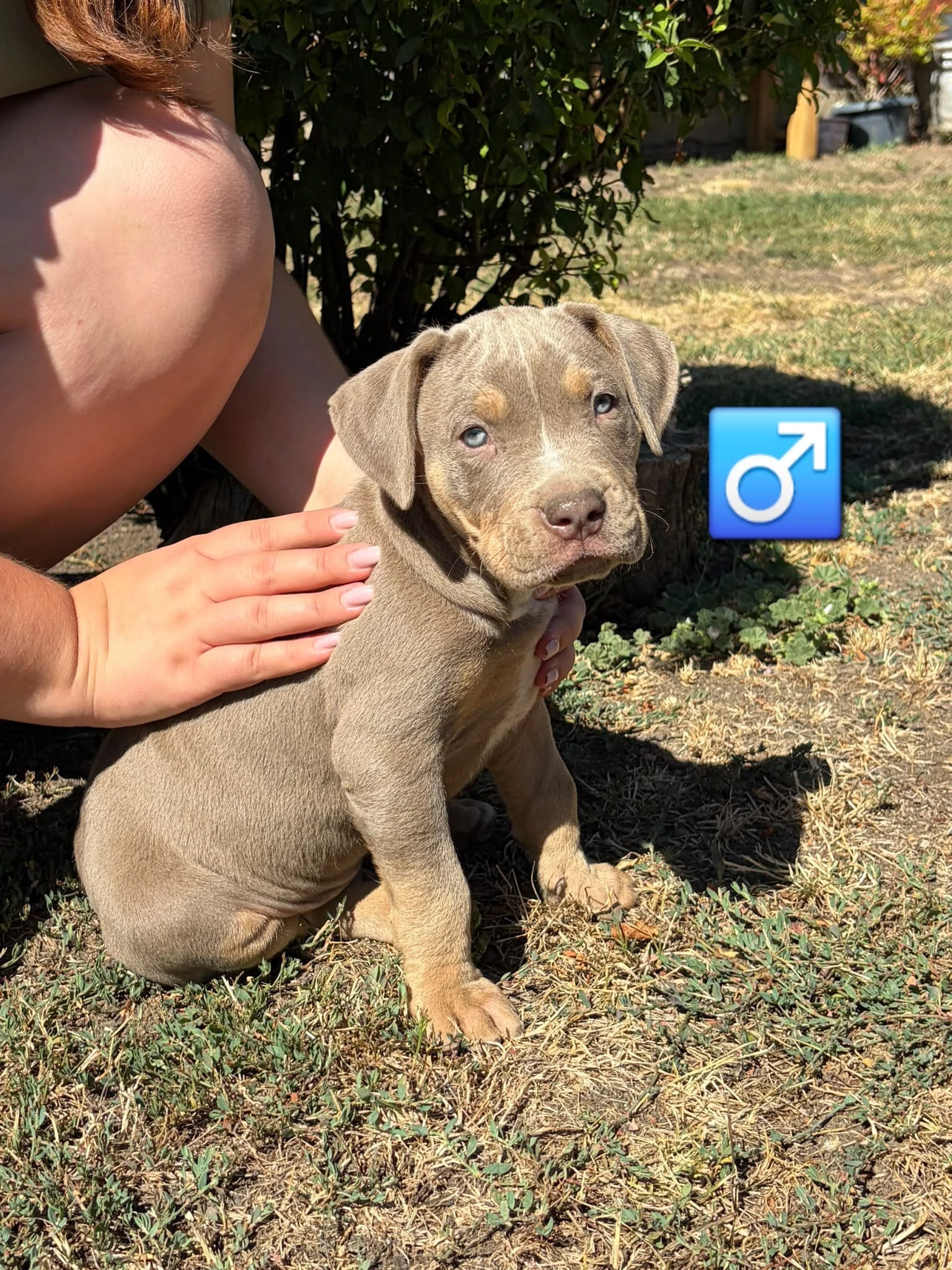 American bully xl