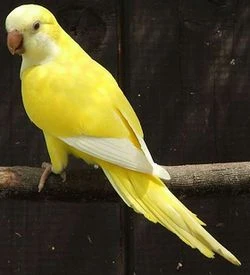 Mníšek šedý lutino