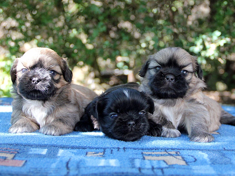 Shih-tzu, ši-cu - štěňátka s PP FCI