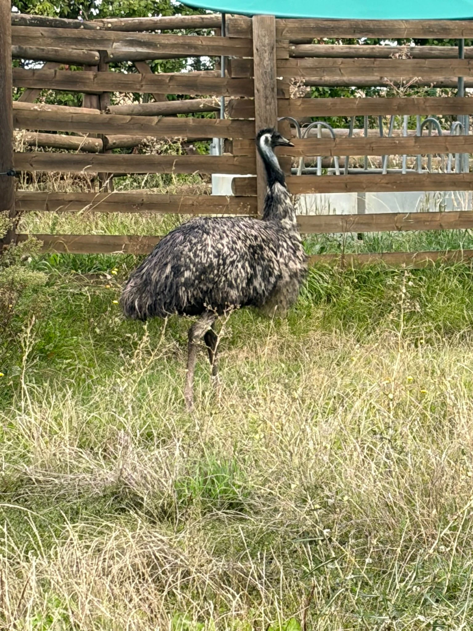 Emu hnědý – samice, 4 roky – nabídka deponace