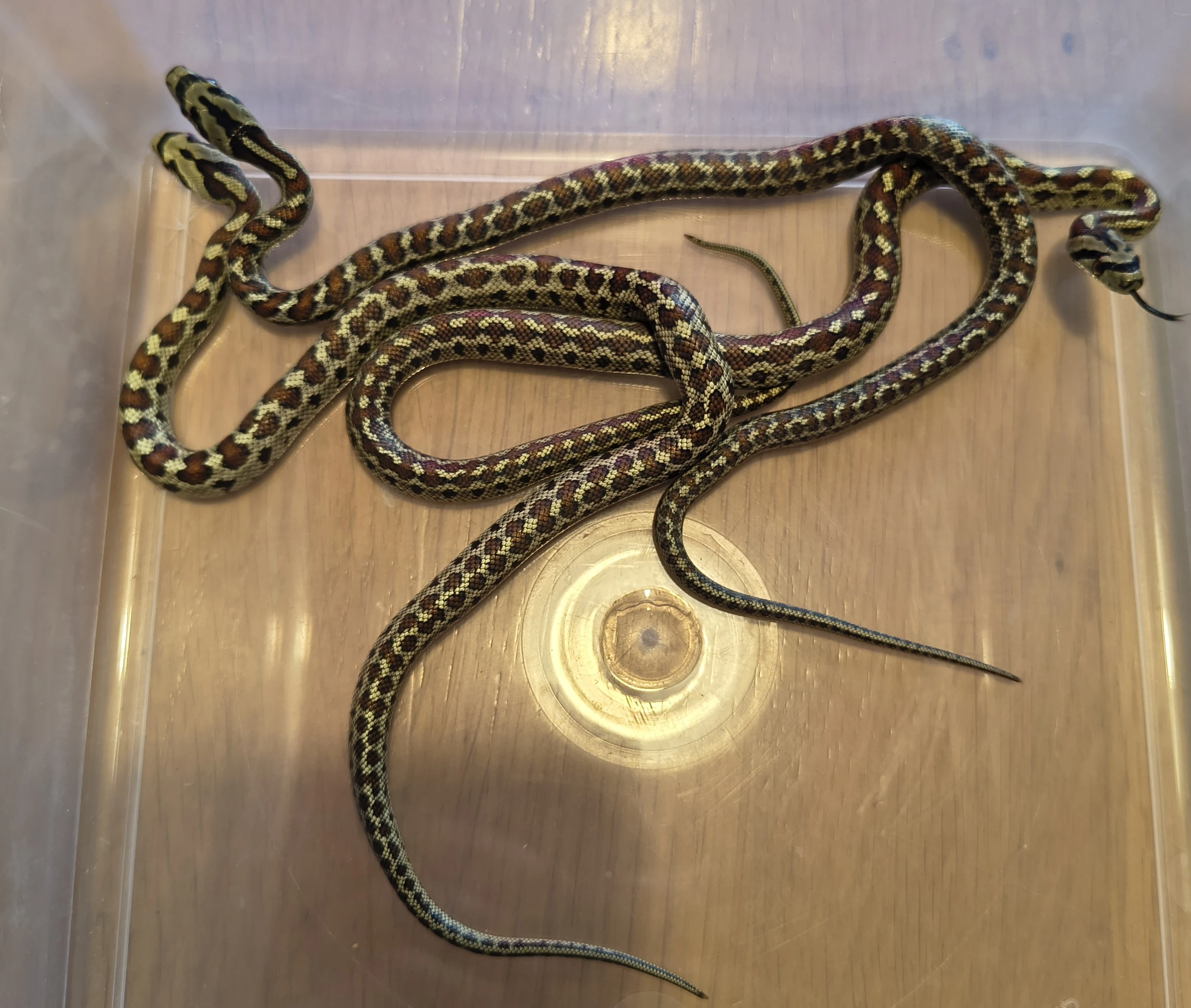 Zamenis situla