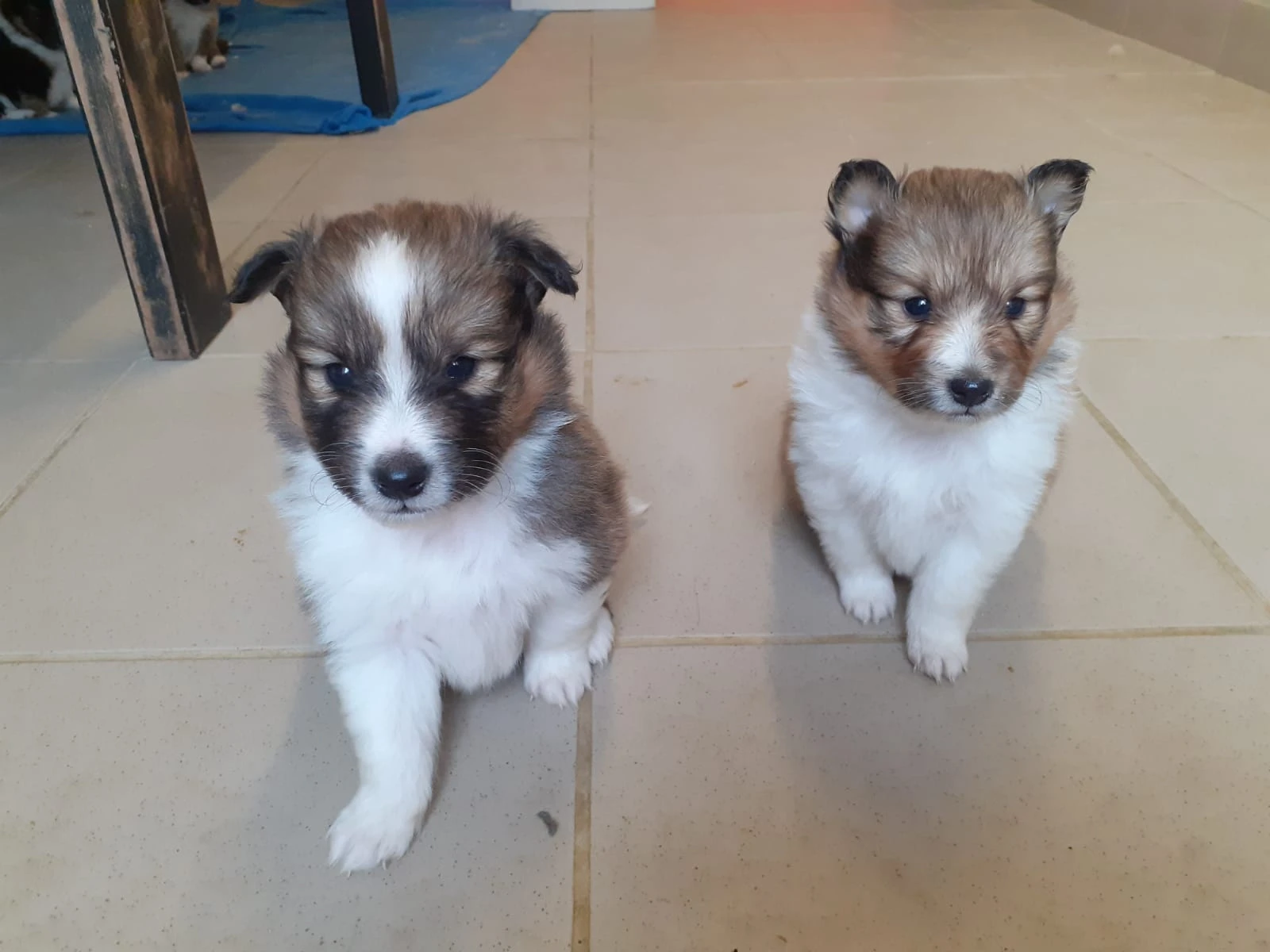 Sheltie / Šeltie s PP