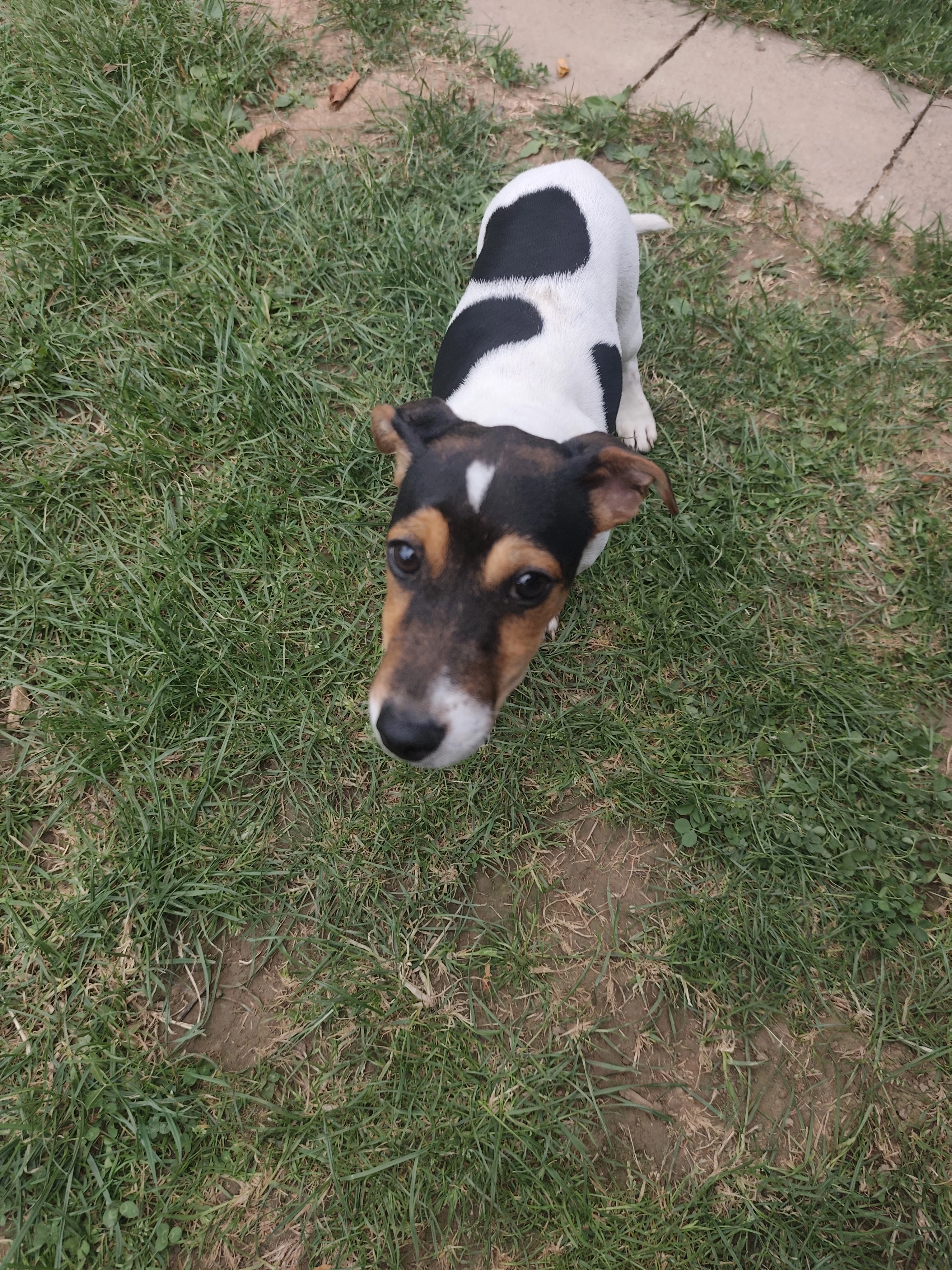 Jack Russell teriér