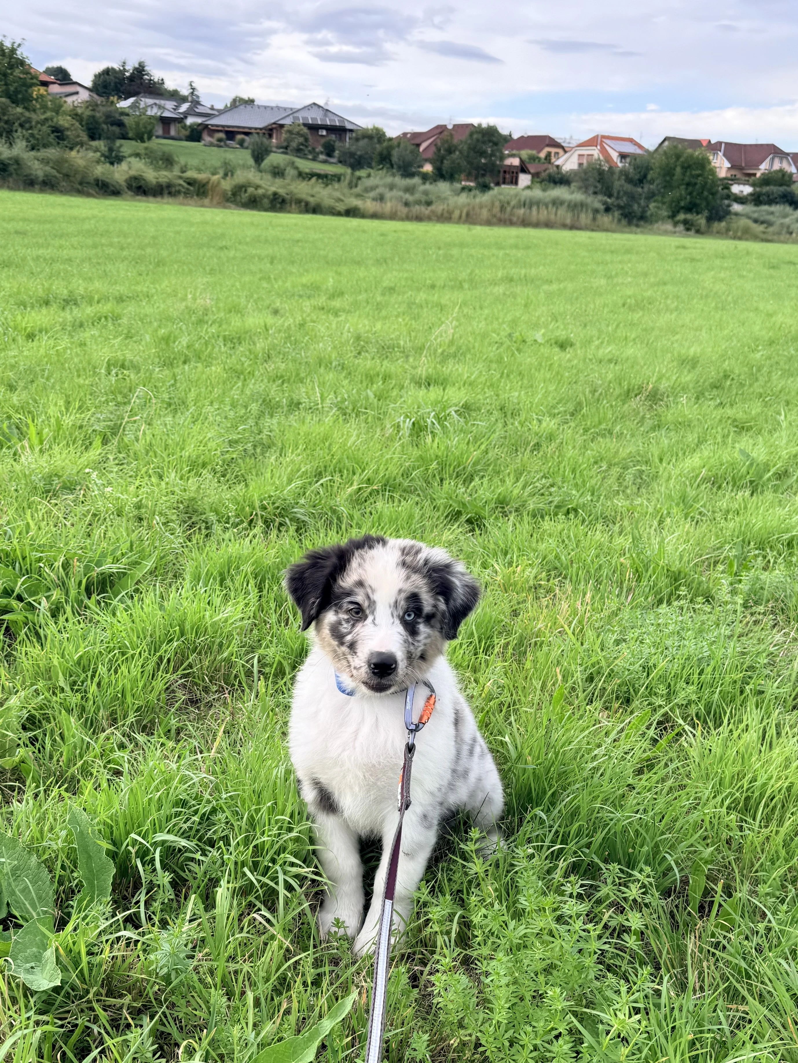 Australský ovčák exkluzivní Blue Merle pejsek