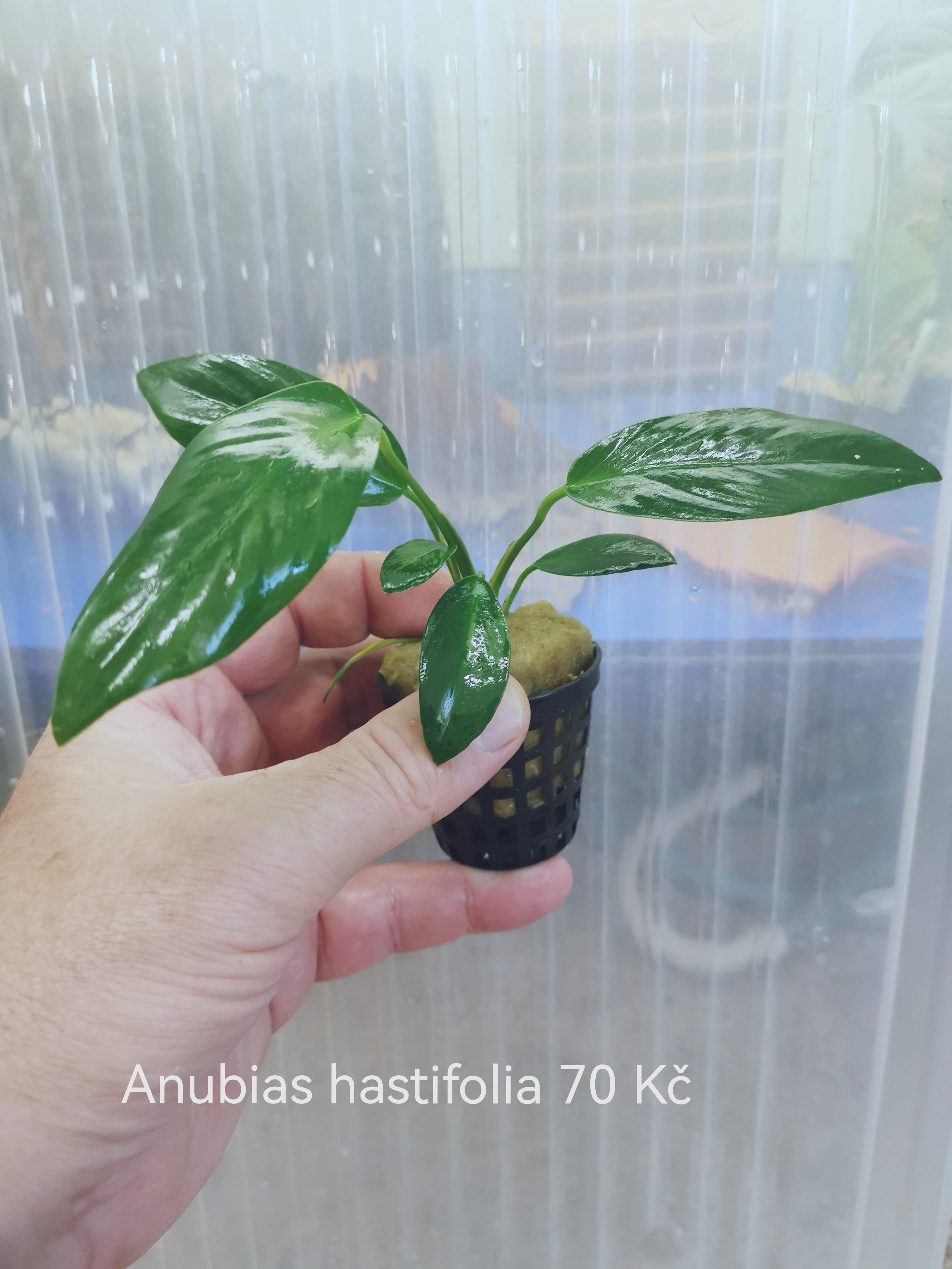 Anubias