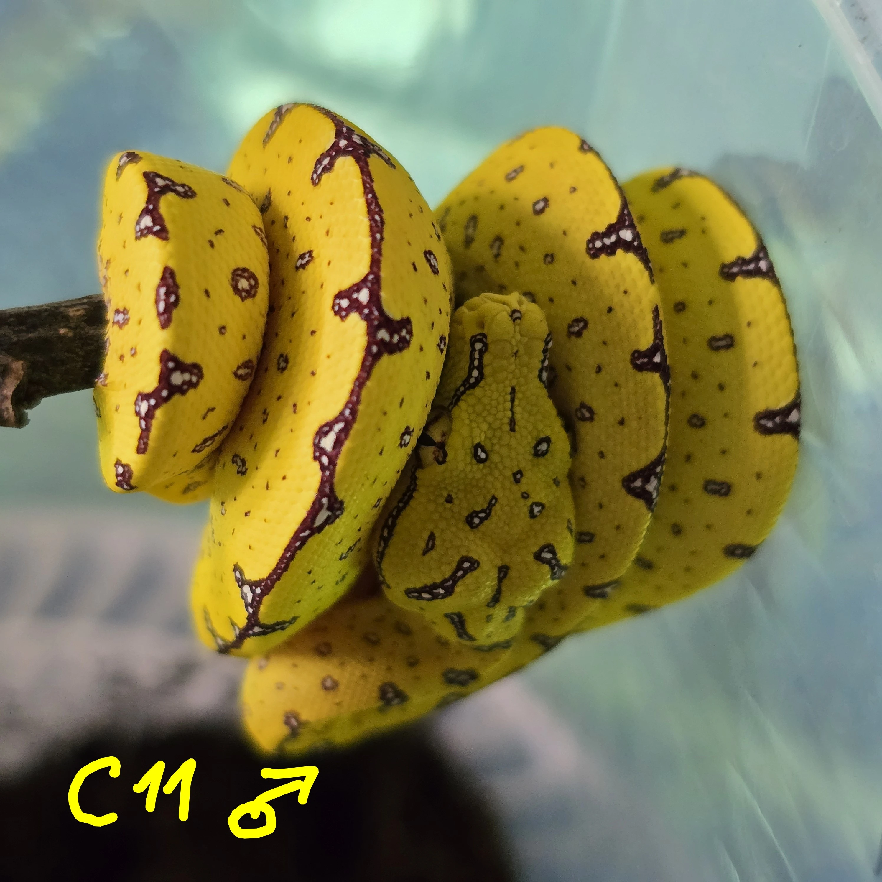 Morelia azurea pulcher