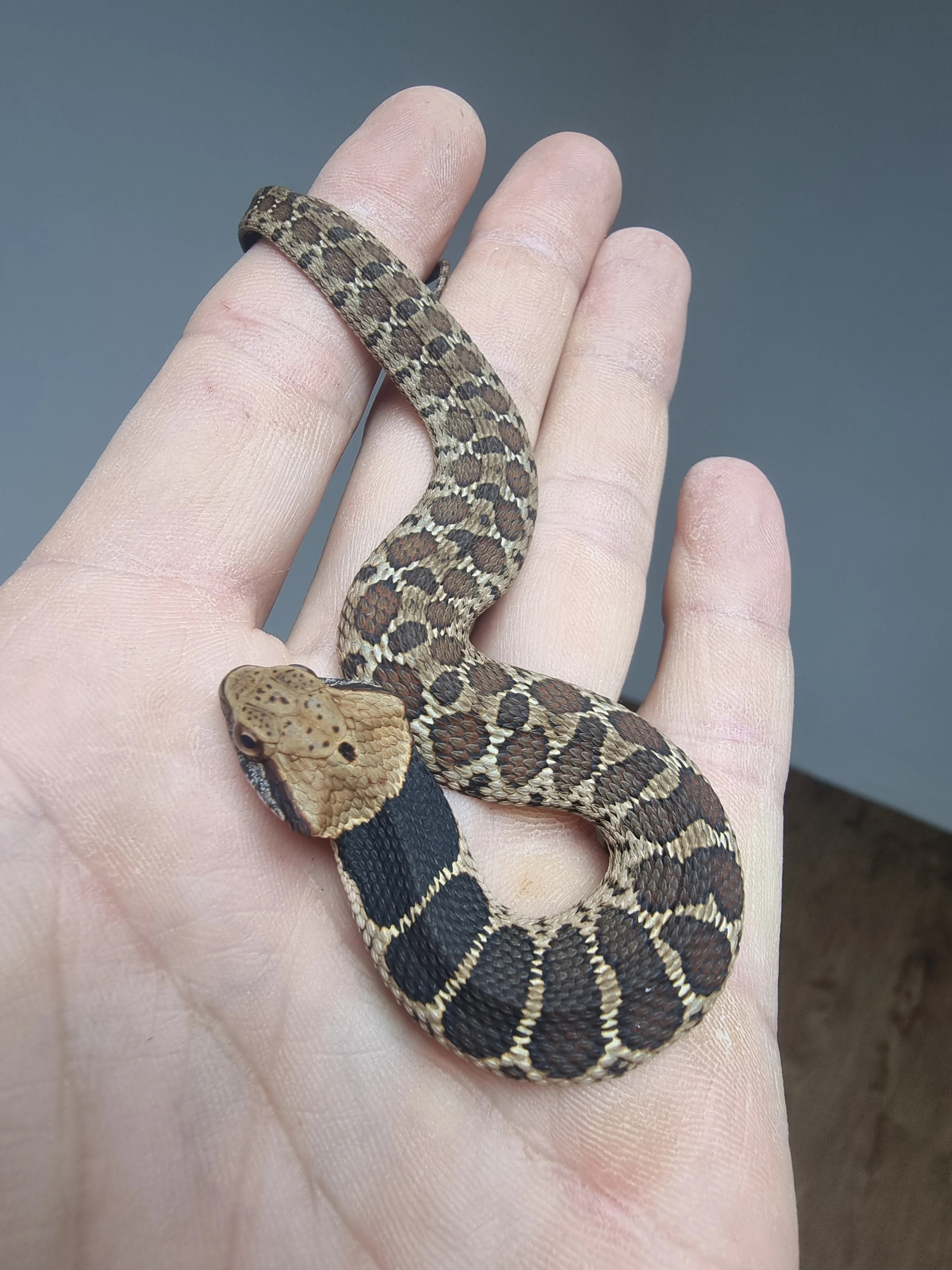 Ptyas, Boiga, Vipera, Ahaetulla,