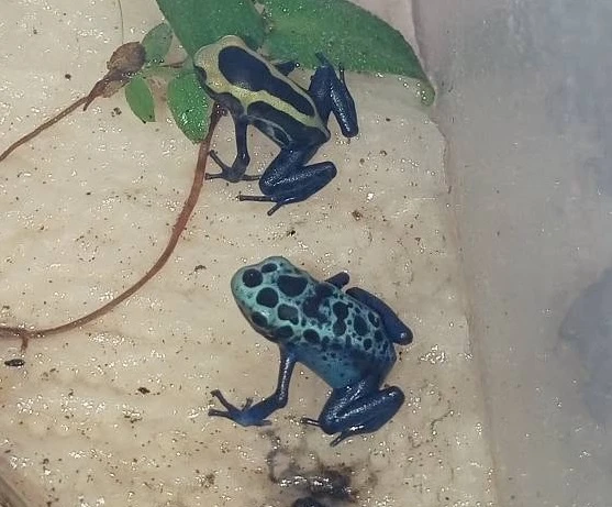 Dendrobates tinctorius Azureus a Nominat