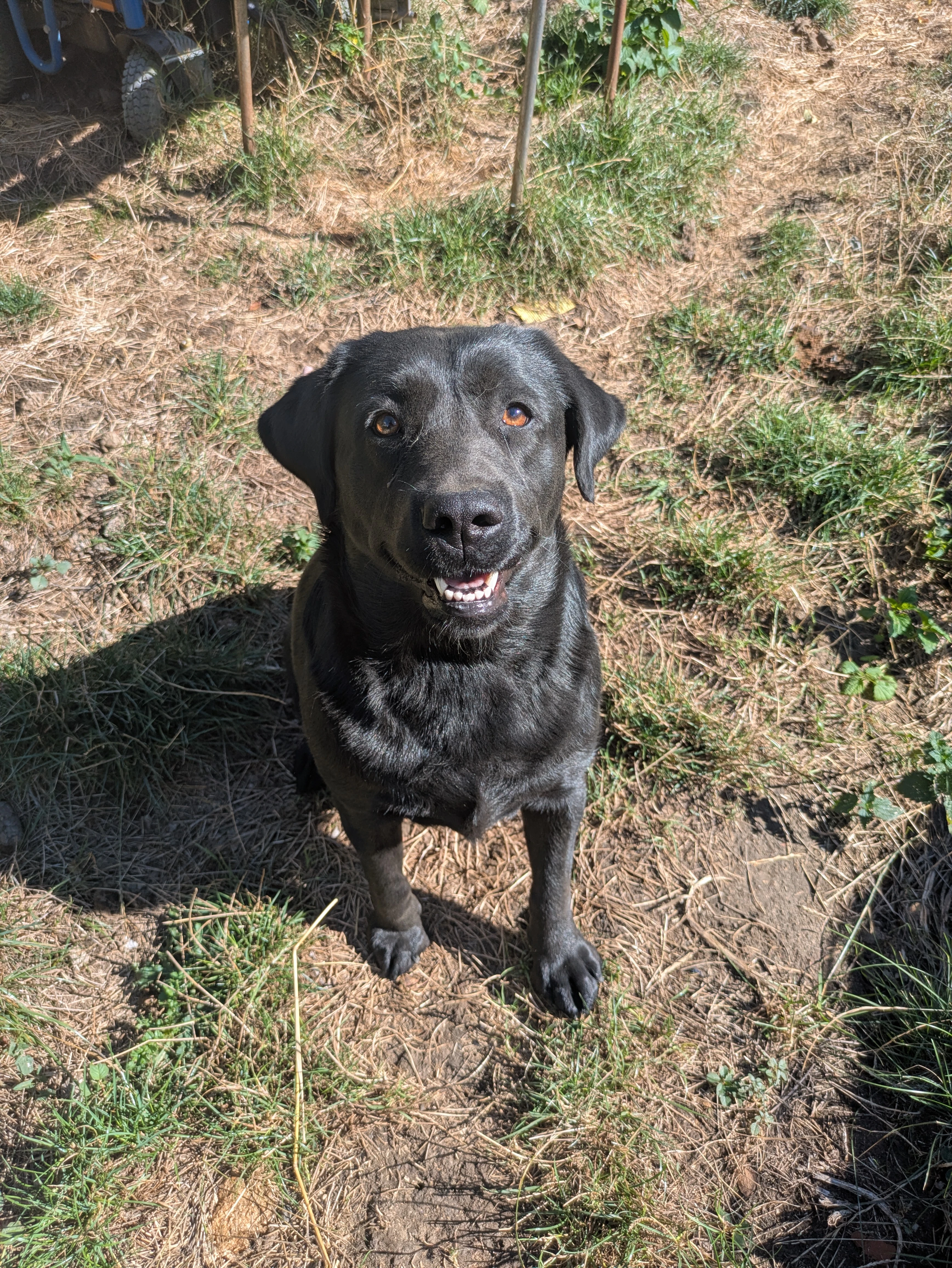 Daruji 3letou fenku černého labradora