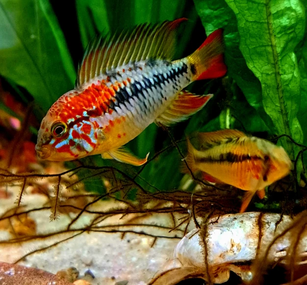 Cichlidka viejita (Apistogramma viejita) "Red Face"