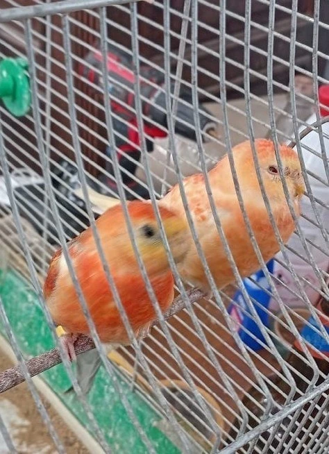 Papoušek zpěvavý oranžový