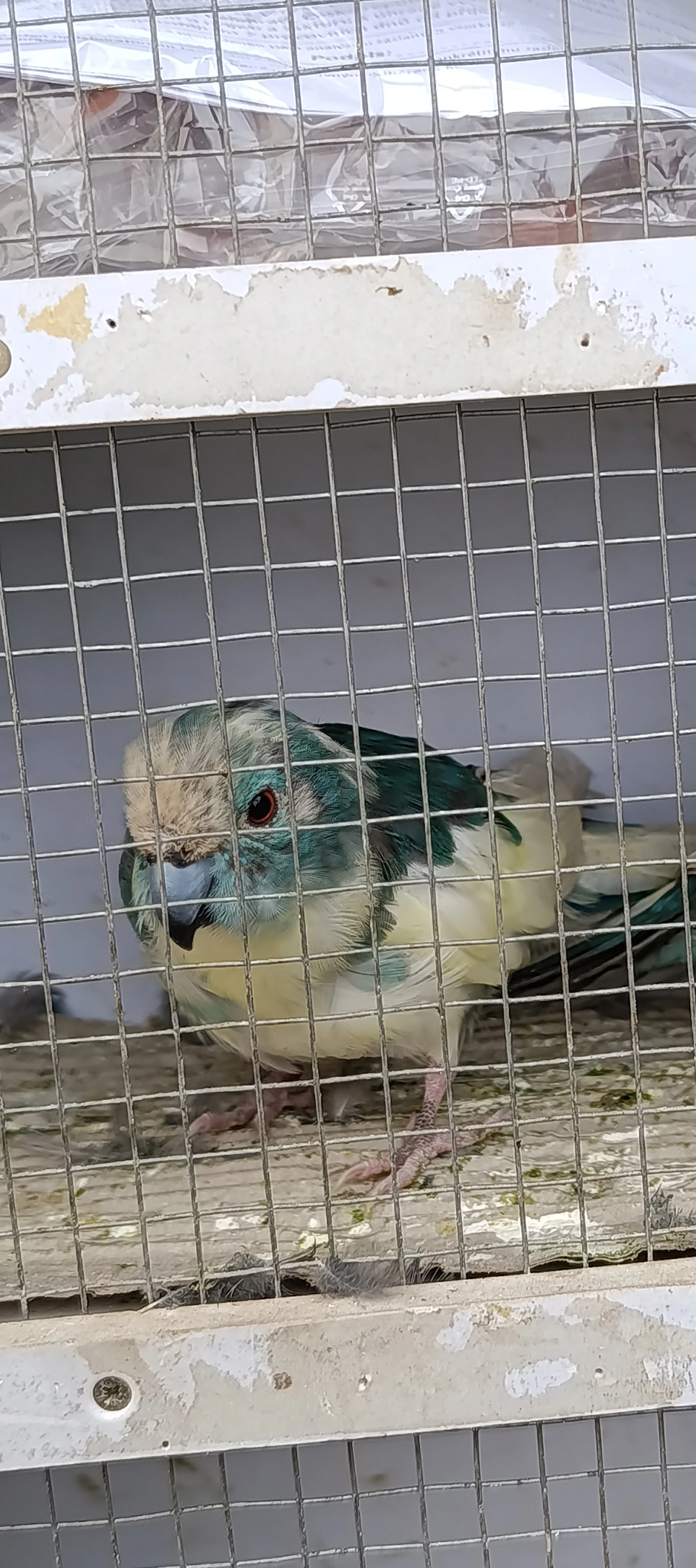 Prodám
