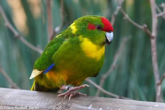 Kakariki