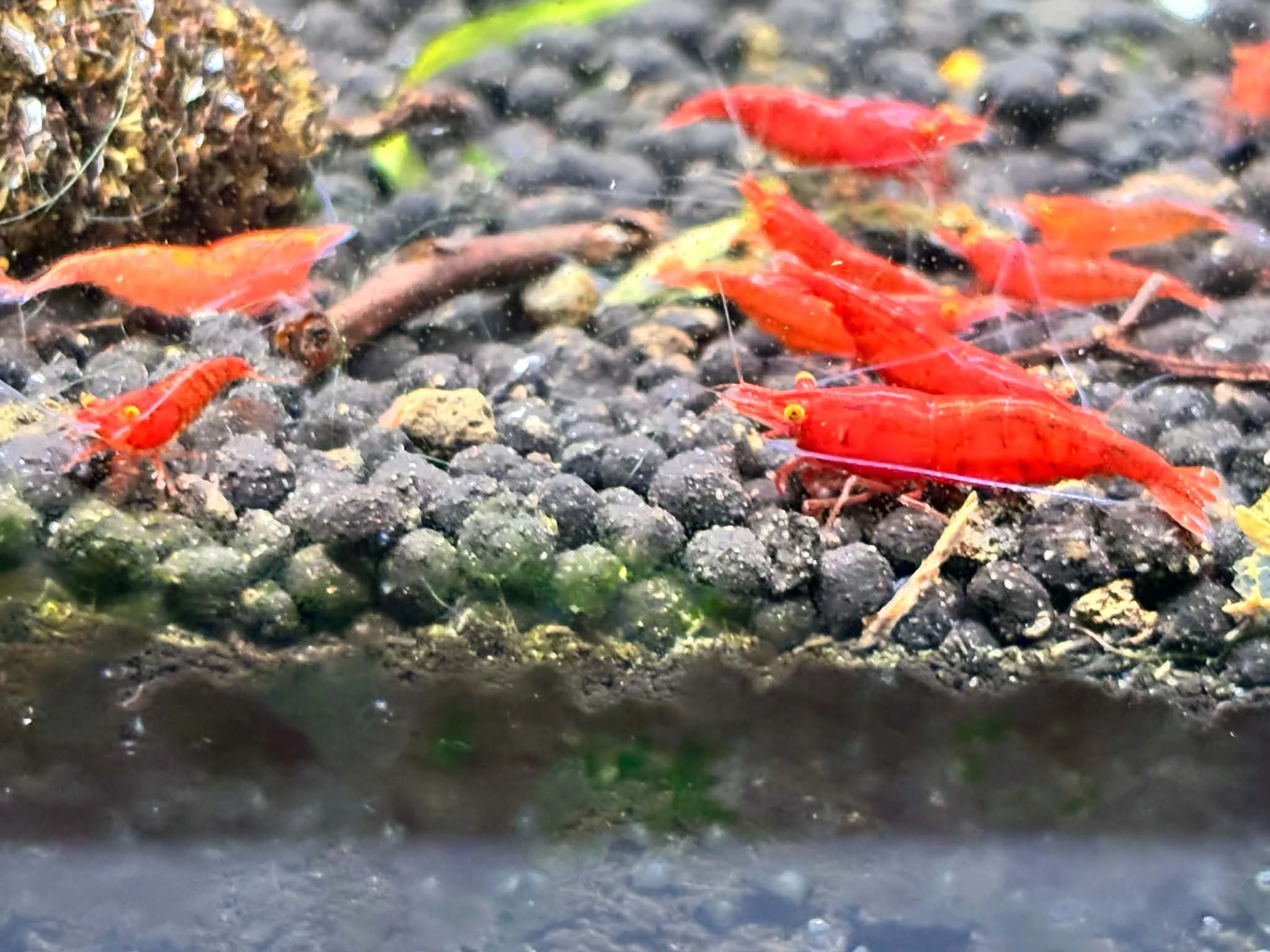 Neocaridina krevetka