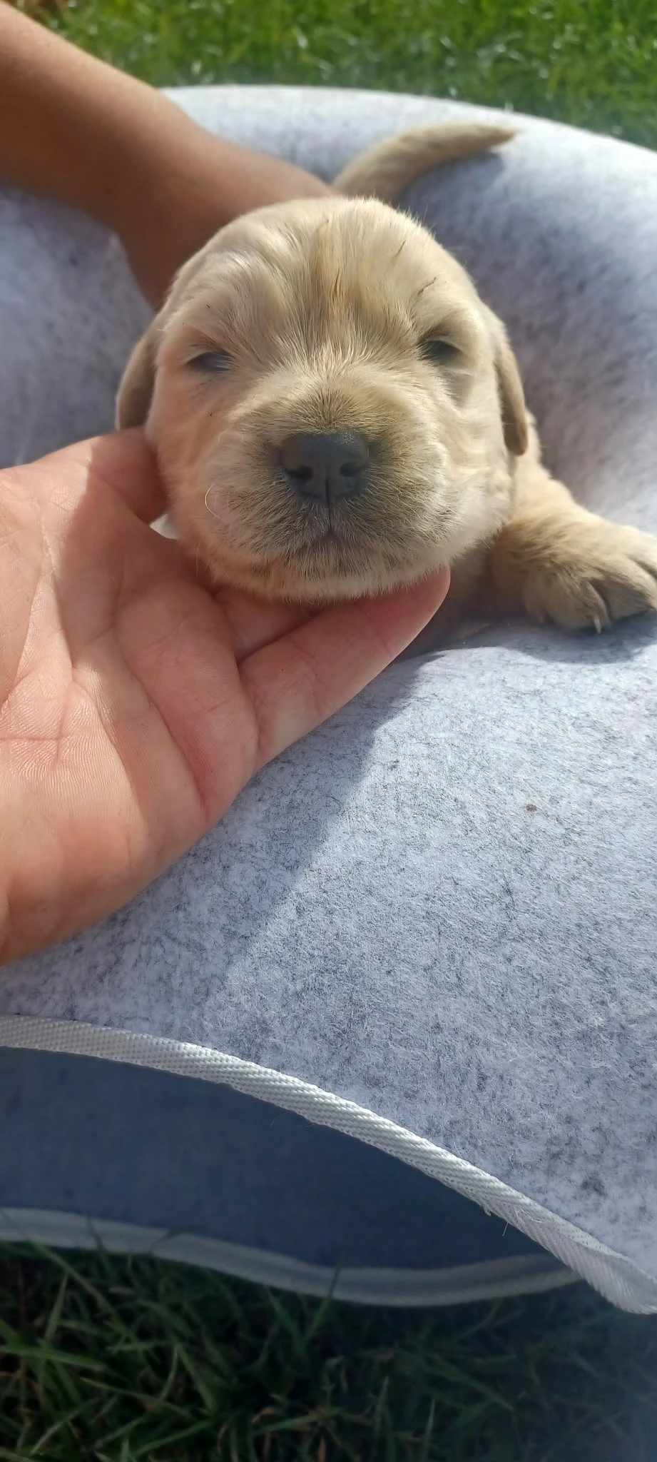 Šteniatka zlatý retriever