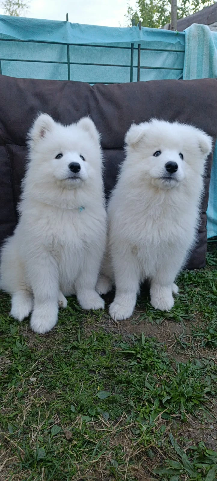 Samojed - štěňátka s PP
