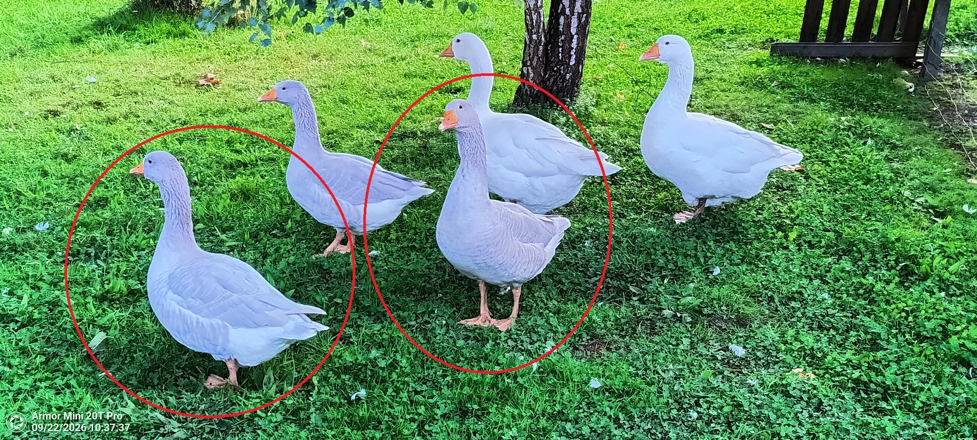 Letošní husy francké 2 houseři