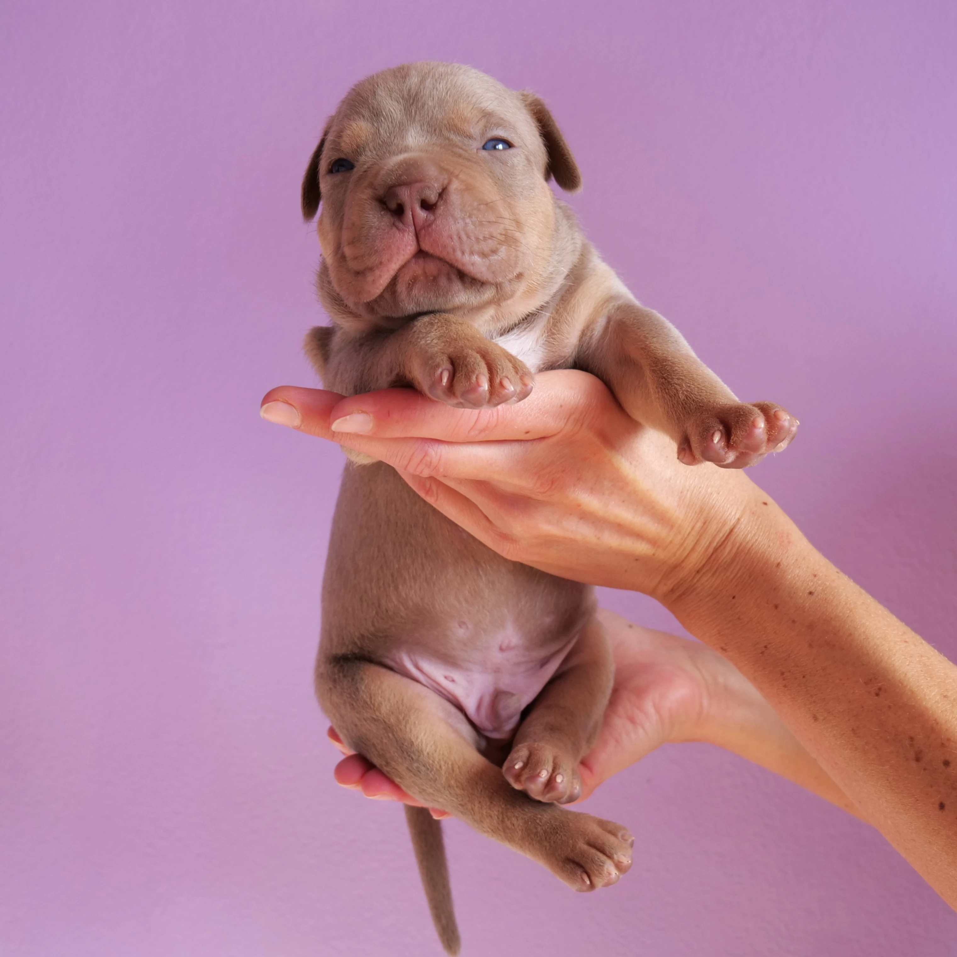Štěňátka American Bully XL