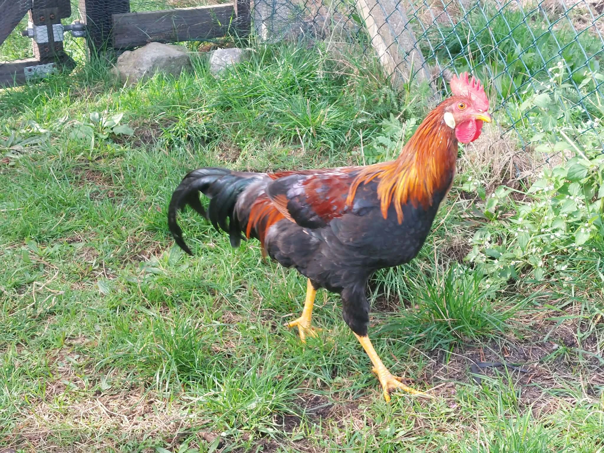 Kohouti