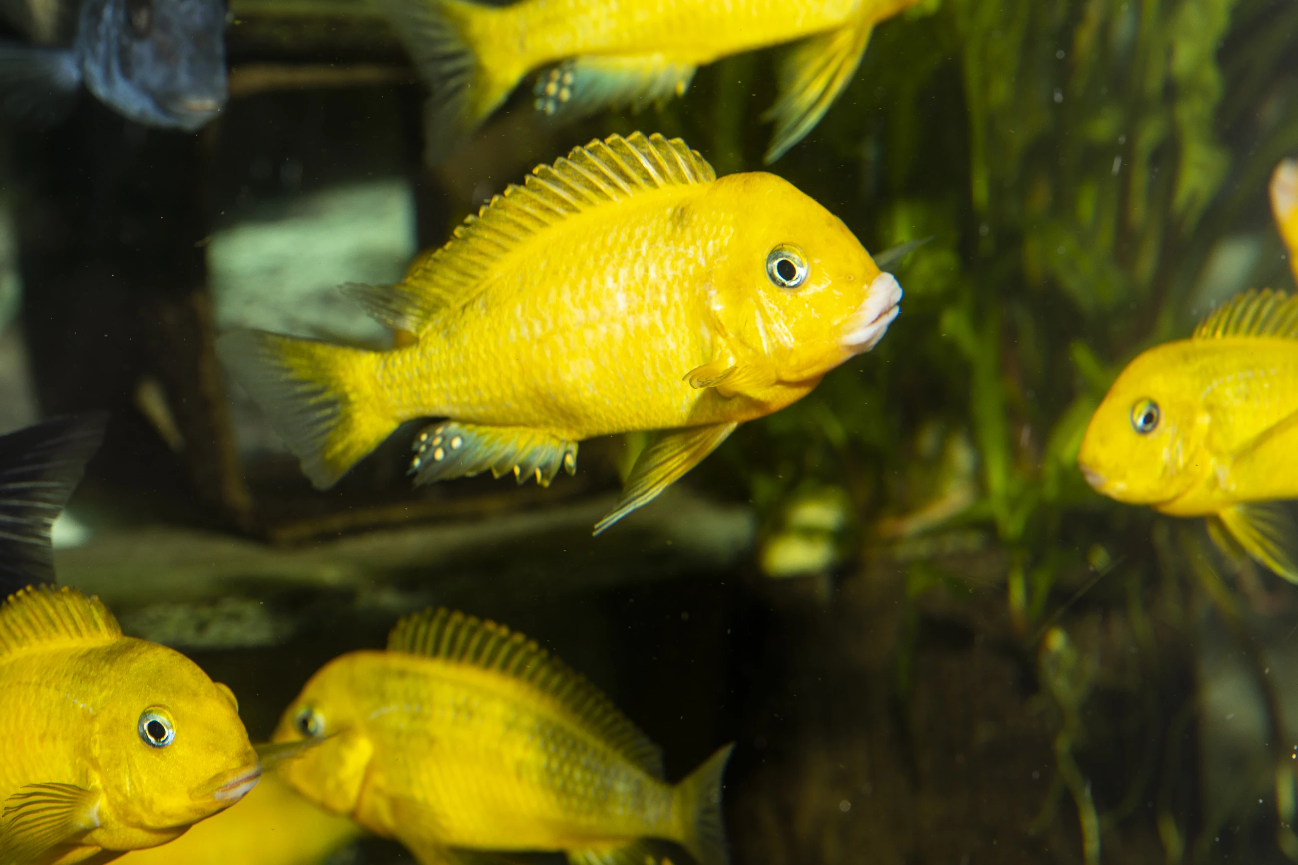 Tlamovci Tanganyika