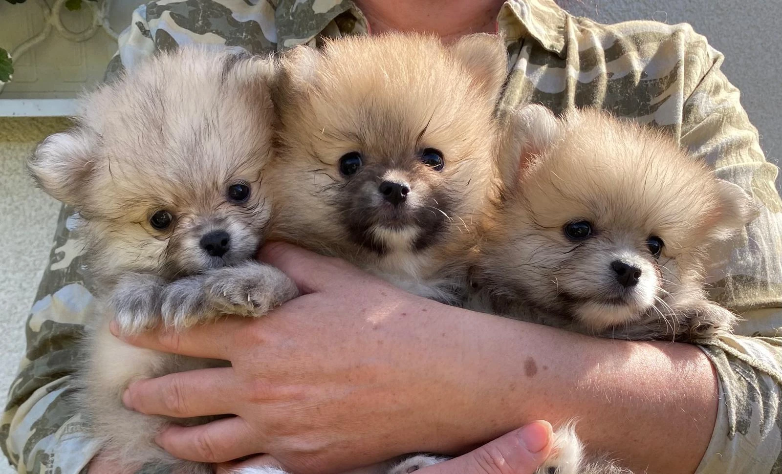 Pomeranian štěňata