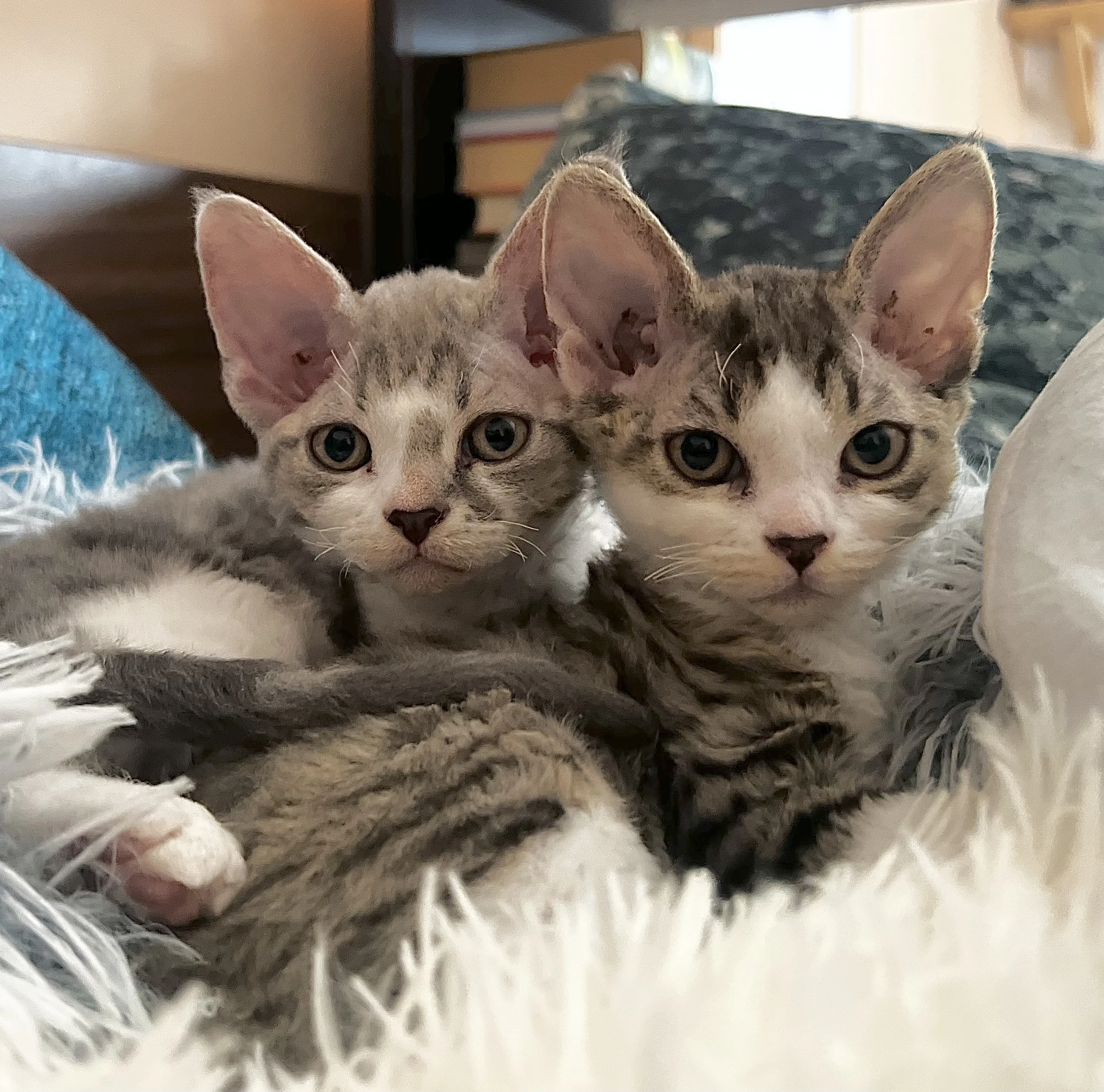 Devon Rex