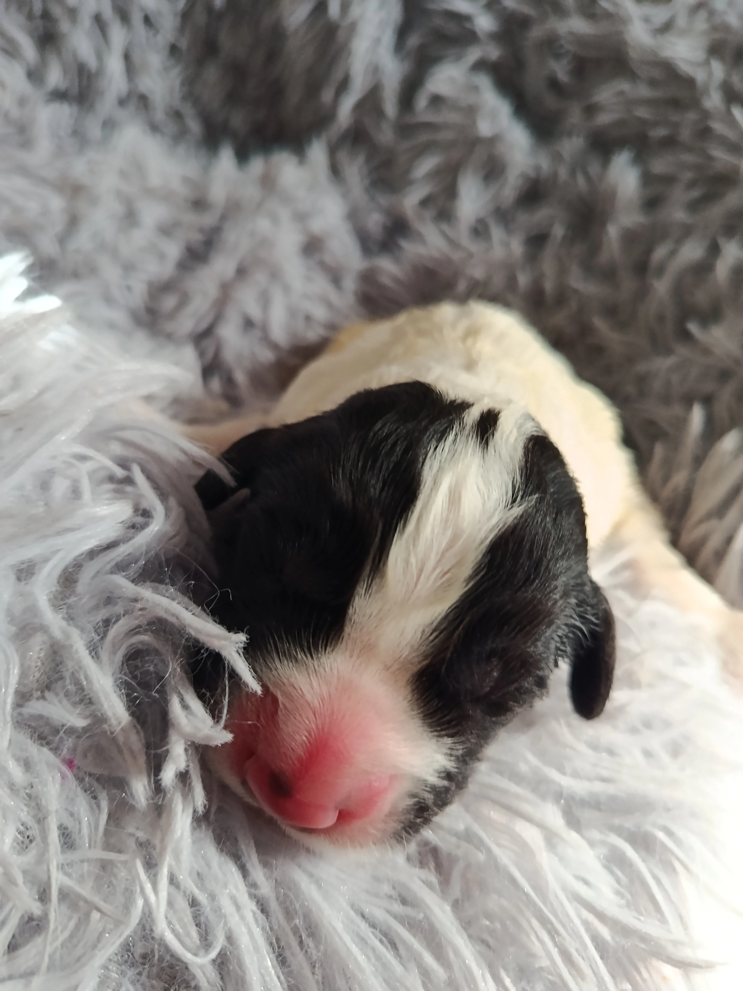 Štěňatka Landseer