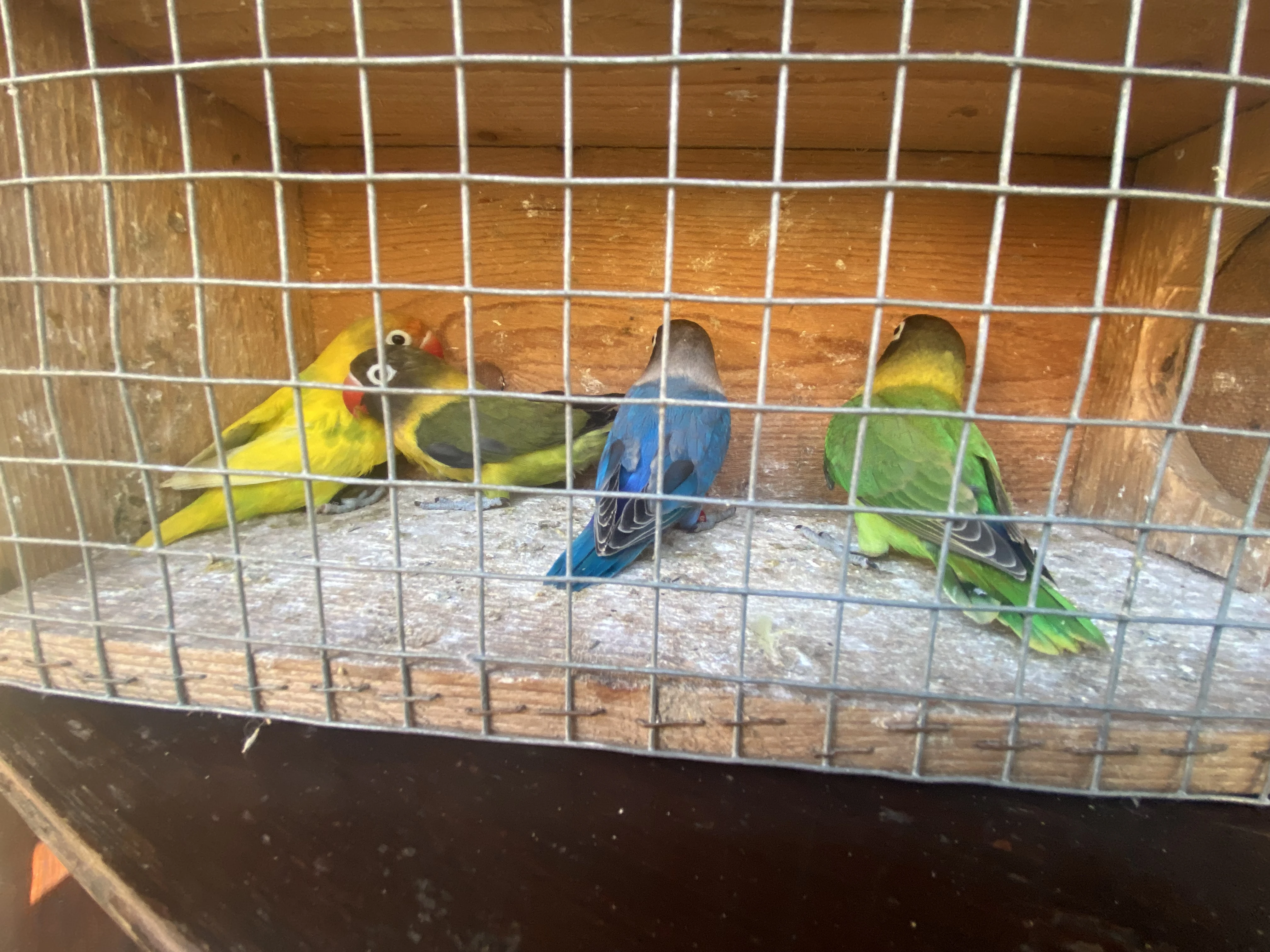 Prodám Agapornis škraboškový
